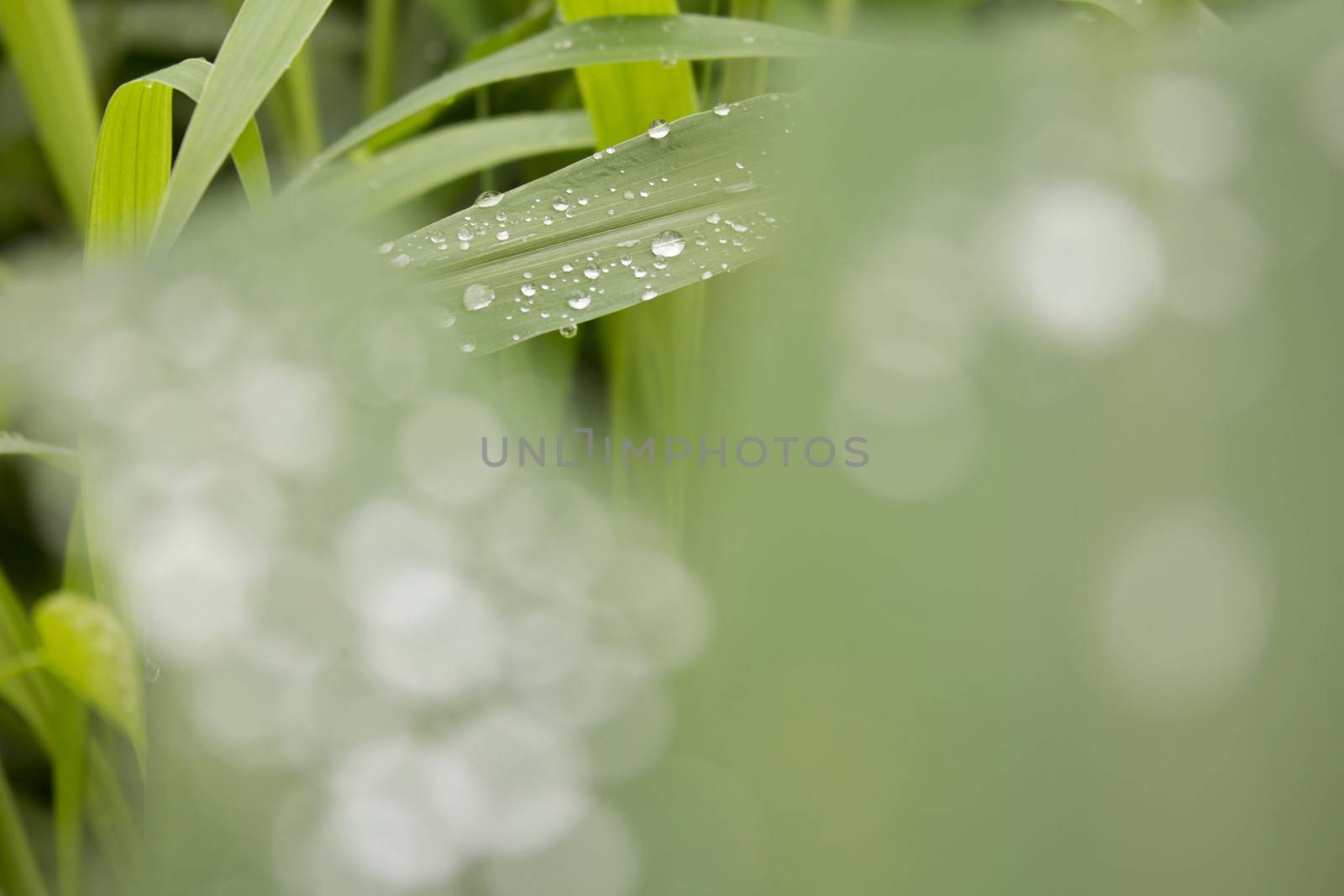 dew on droplet with bokeh