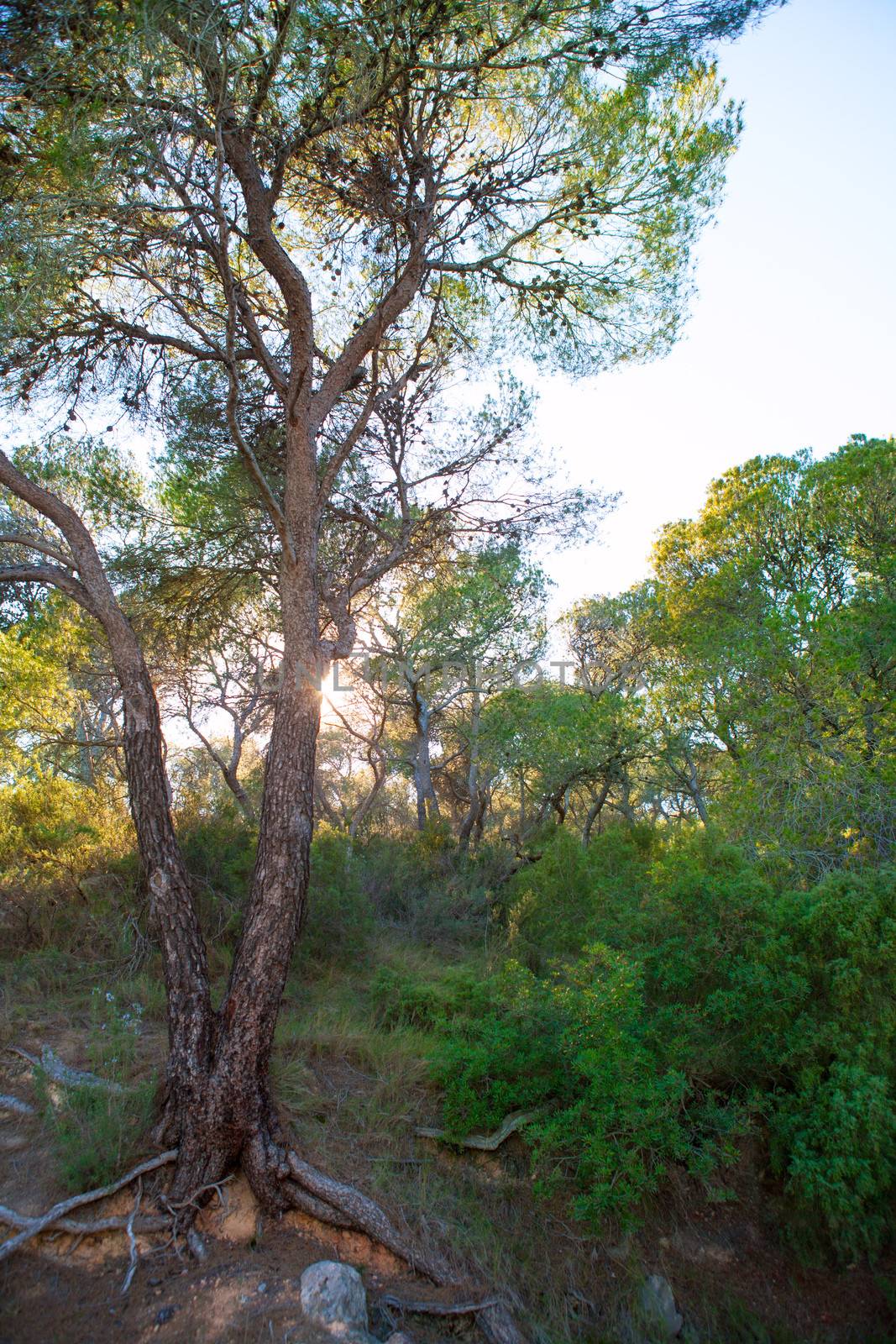 Calderona Sierra pine forest in Serra Naquera of Valencia Spain