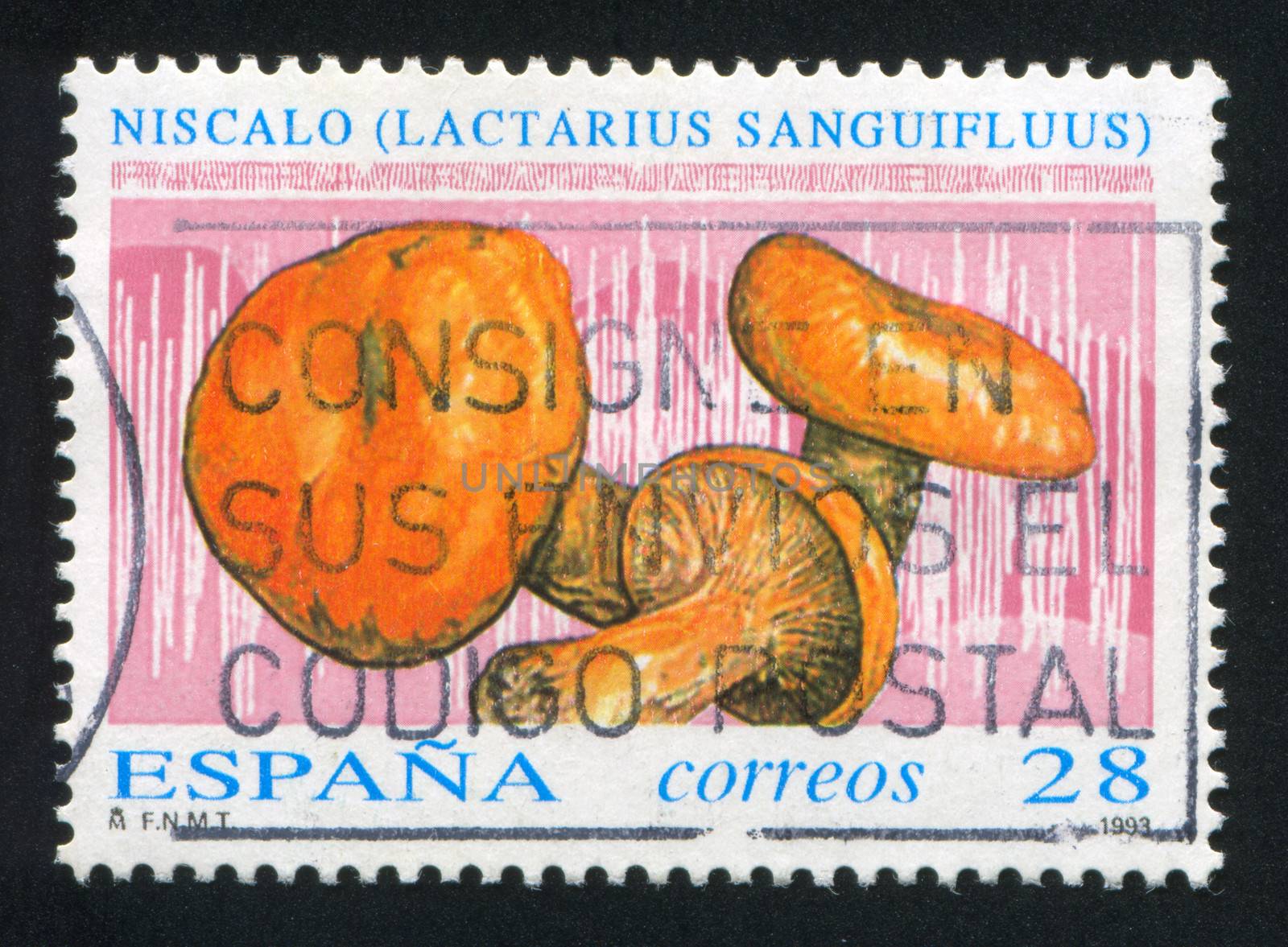 SPAIN - CIRCA 1993: stamp printed by Spain, shows Russula cyanoxantha, circa 1993