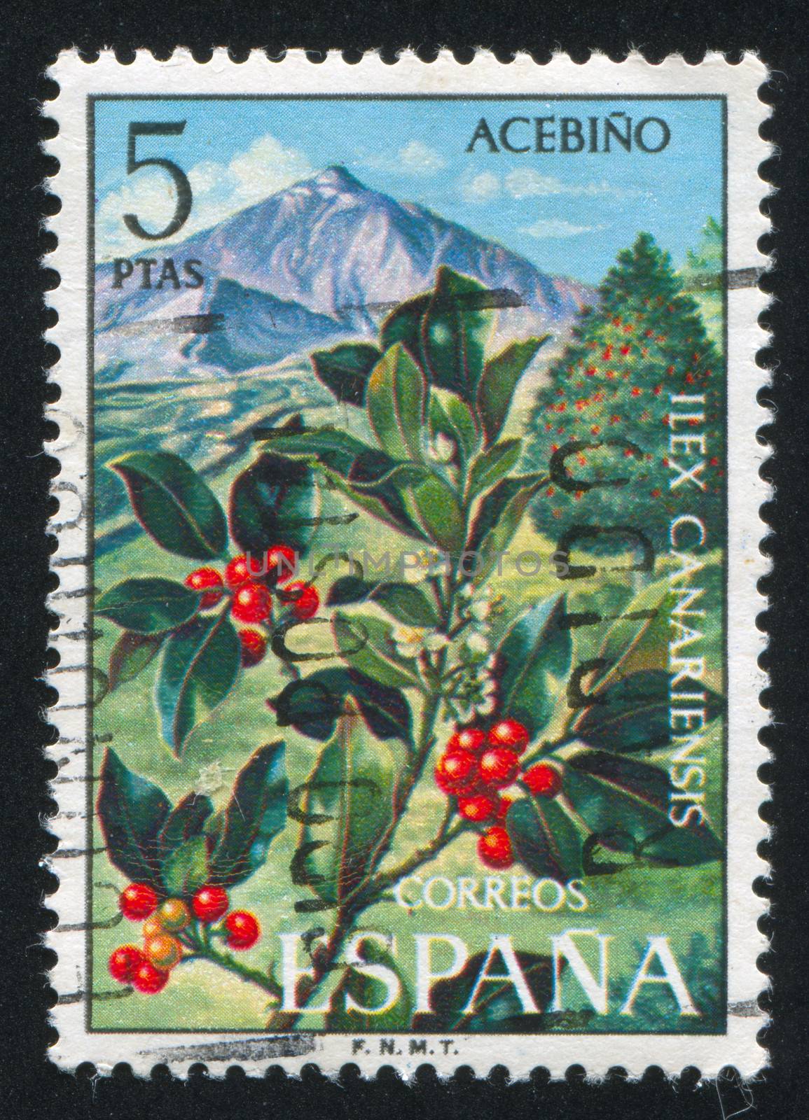 SPAIN - CIRCA 1973: stamp printed by Spain, shows Holly, circa 1973