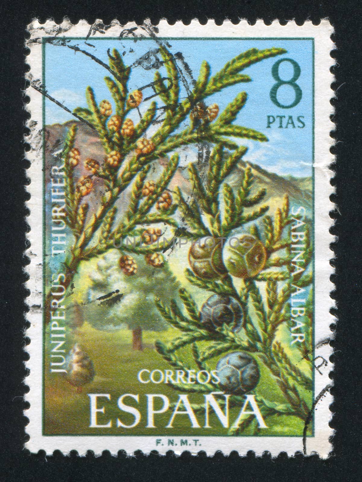 SPAIN - CIRCA 1972: stamp printed by Spain, shows Juniperus Thurifera, circa 1972