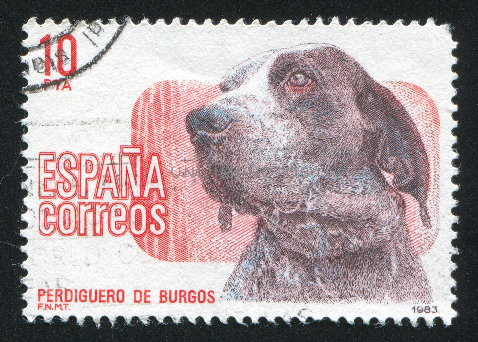 Dog Exhibition Madrid by rook