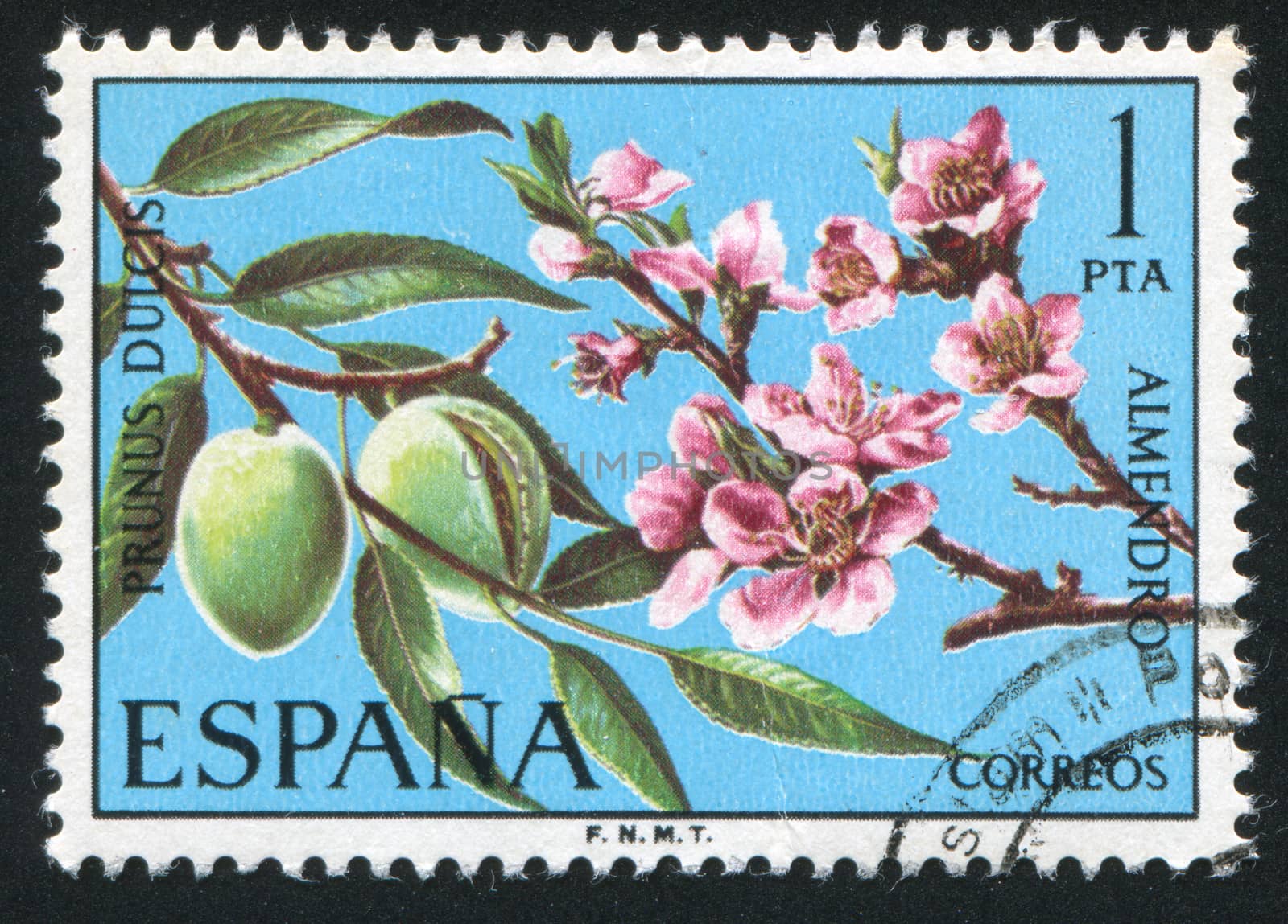 SPAIN - CIRCA 1985: stamp printed by Spain, shows Almond, circa 1985