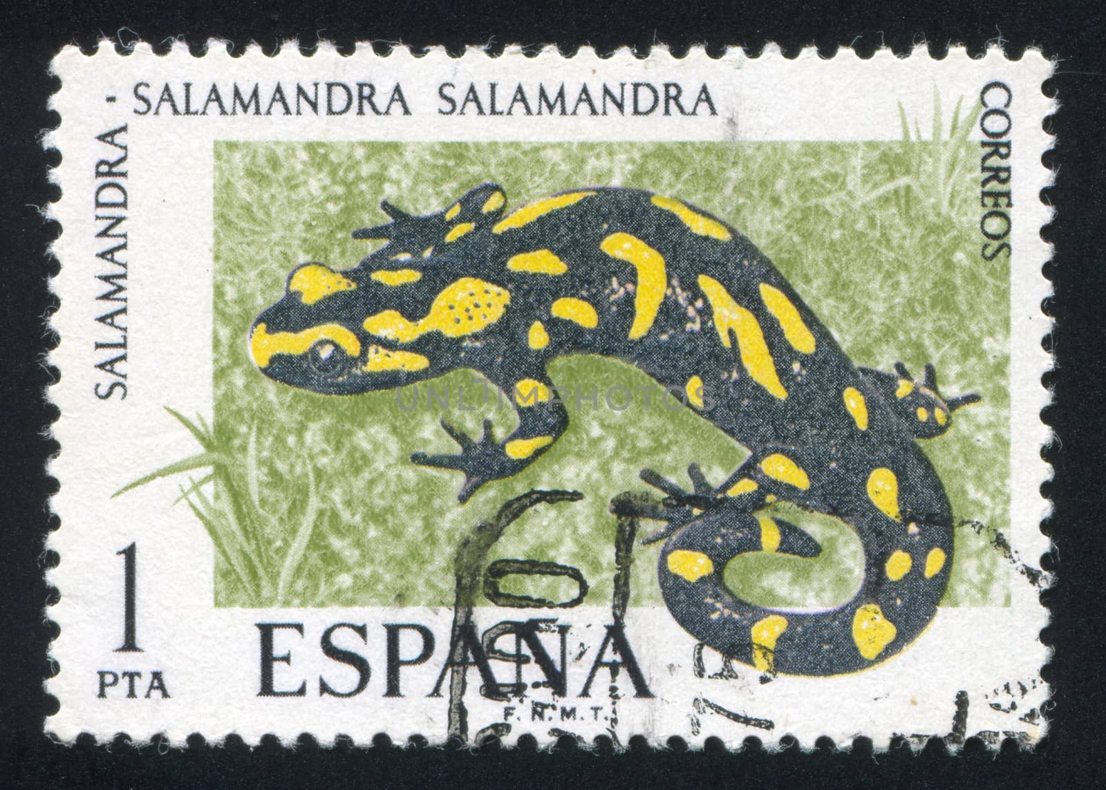 Salamander by rook