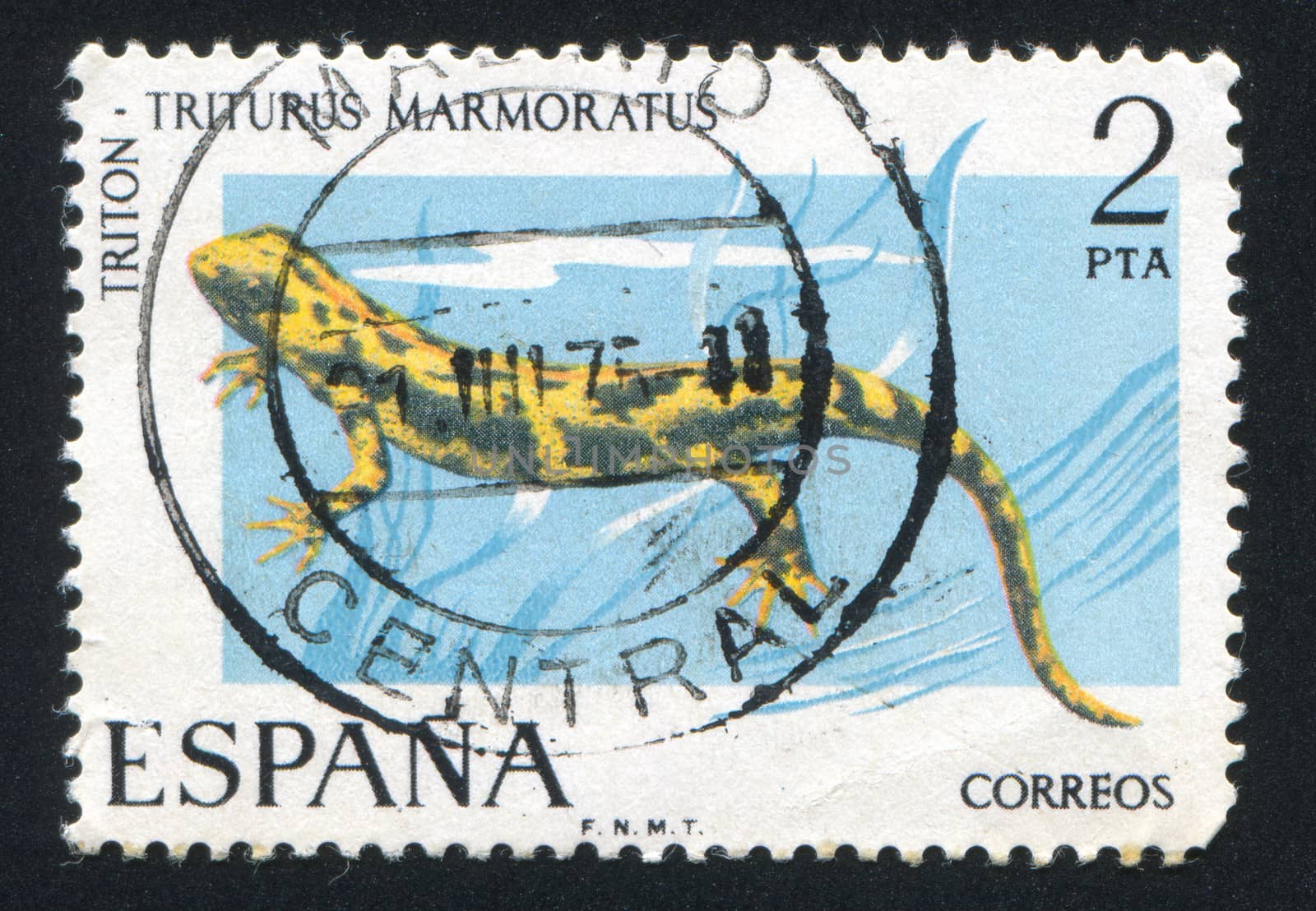 SPAIN - CIRCA 1975: stamp printed by Spain, shows Newt, circa 1975