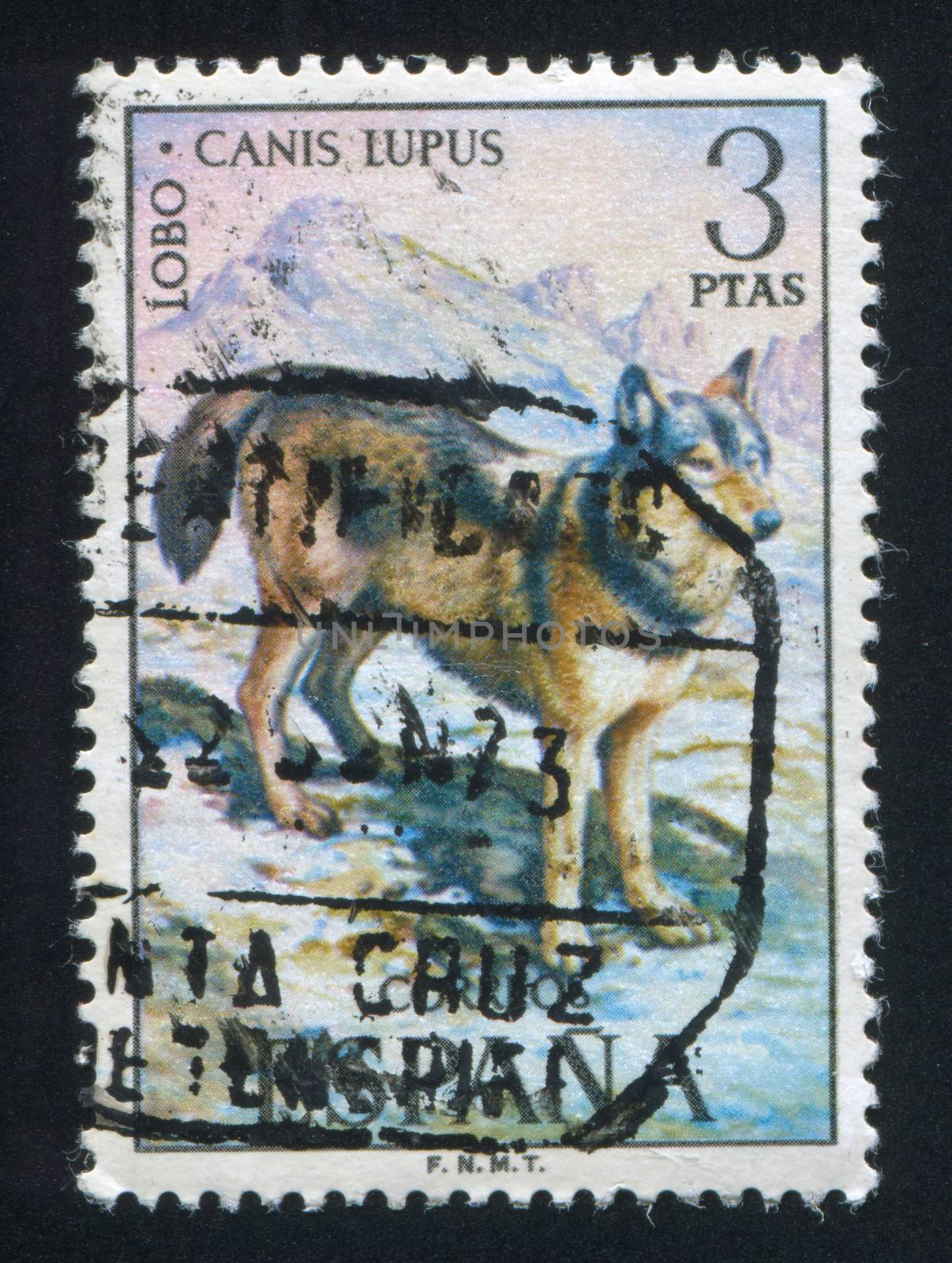 SPAIN - CIRCA 1972: stamp printed by Spain, shows Wolf, circa 1972