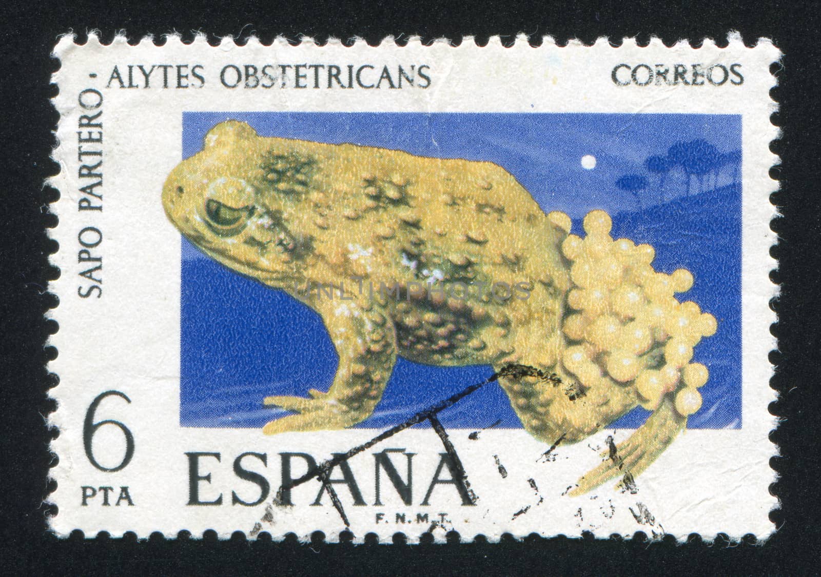 SPAIN - CIRCA 1975: stamp printed by Spain, shows Midwife Toad, circa 1975