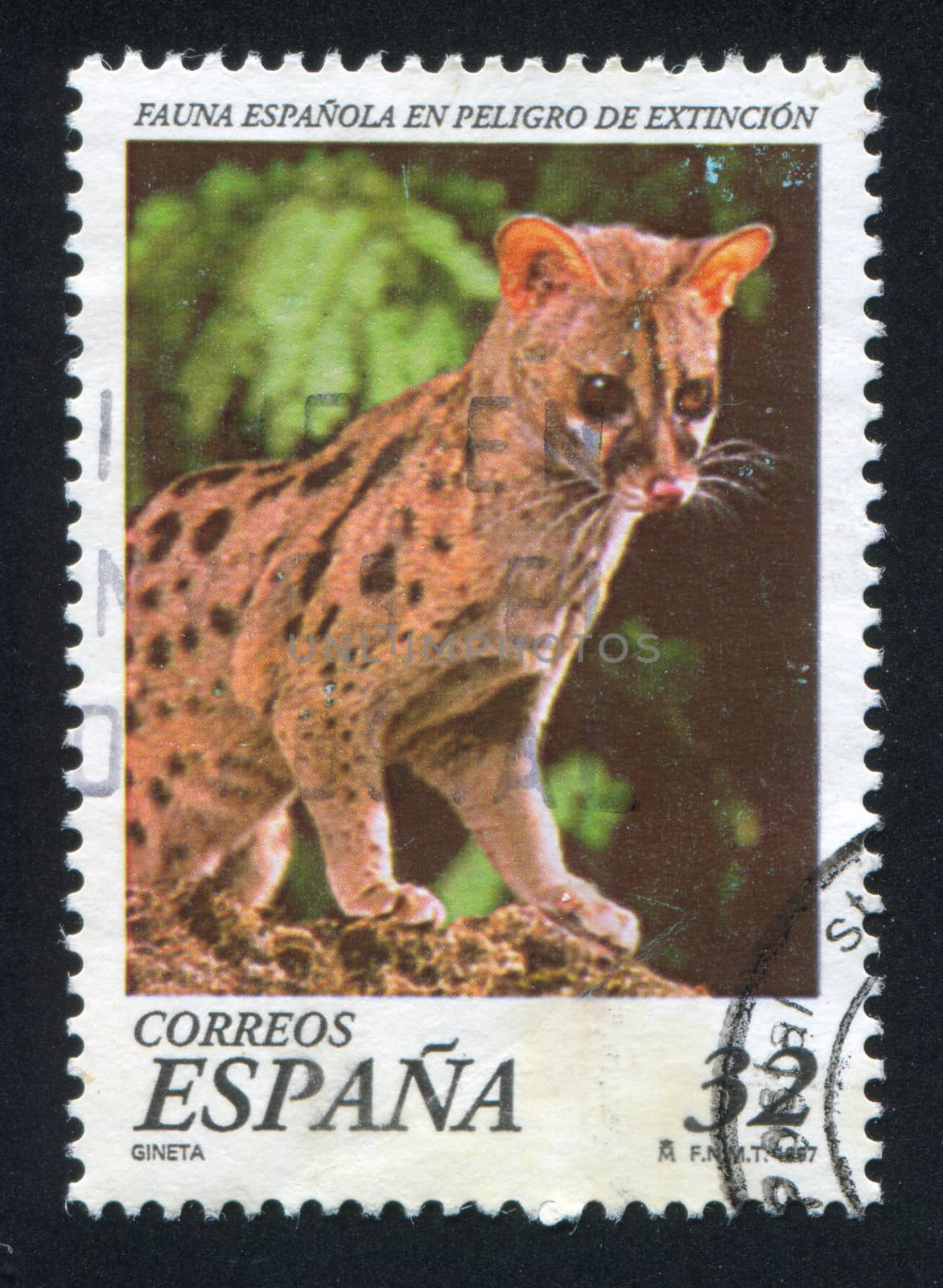SPAIN - CIRCA 1997: stamp printed by Spain, shows Genette, circa 1997