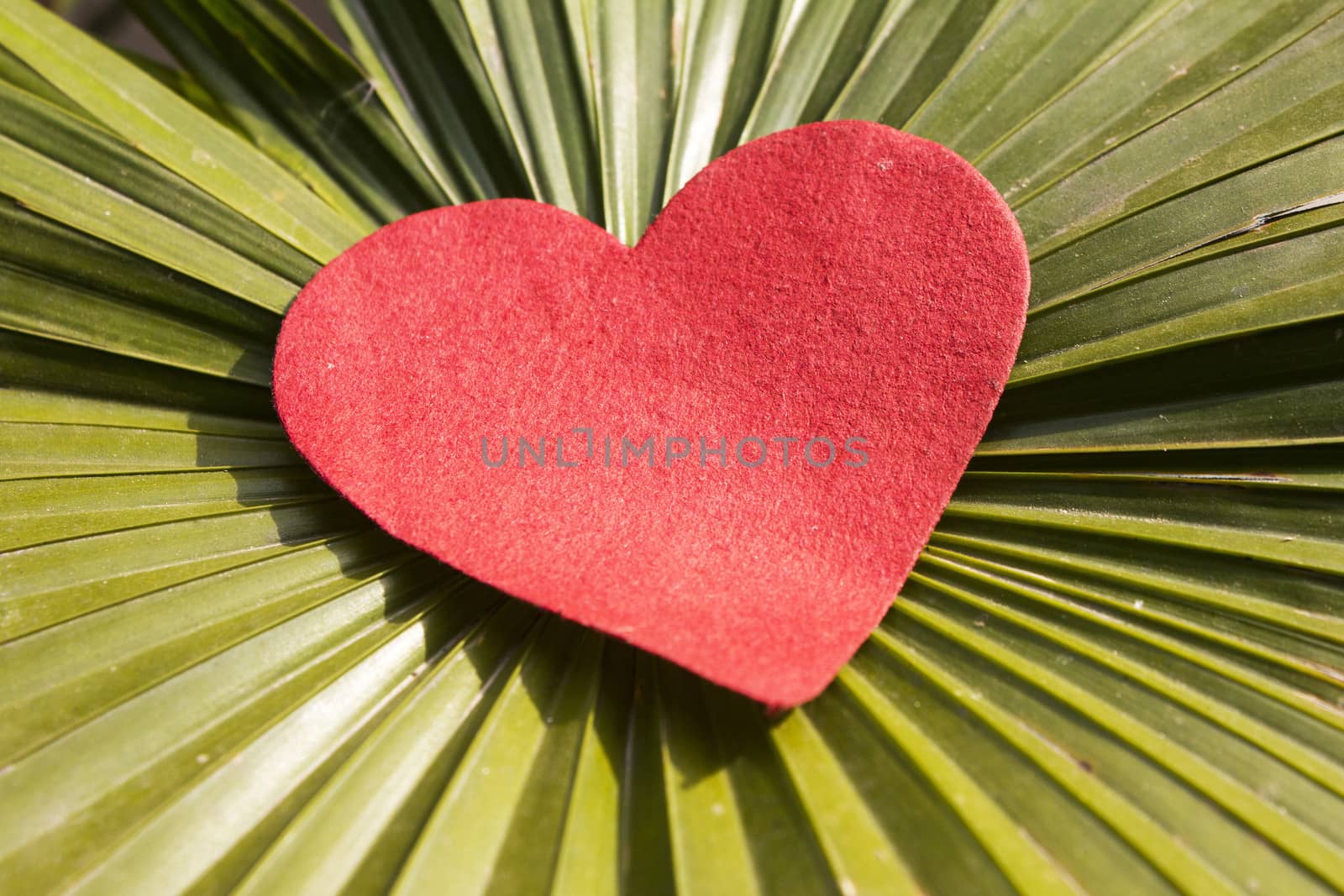 red shape heart with green leaf