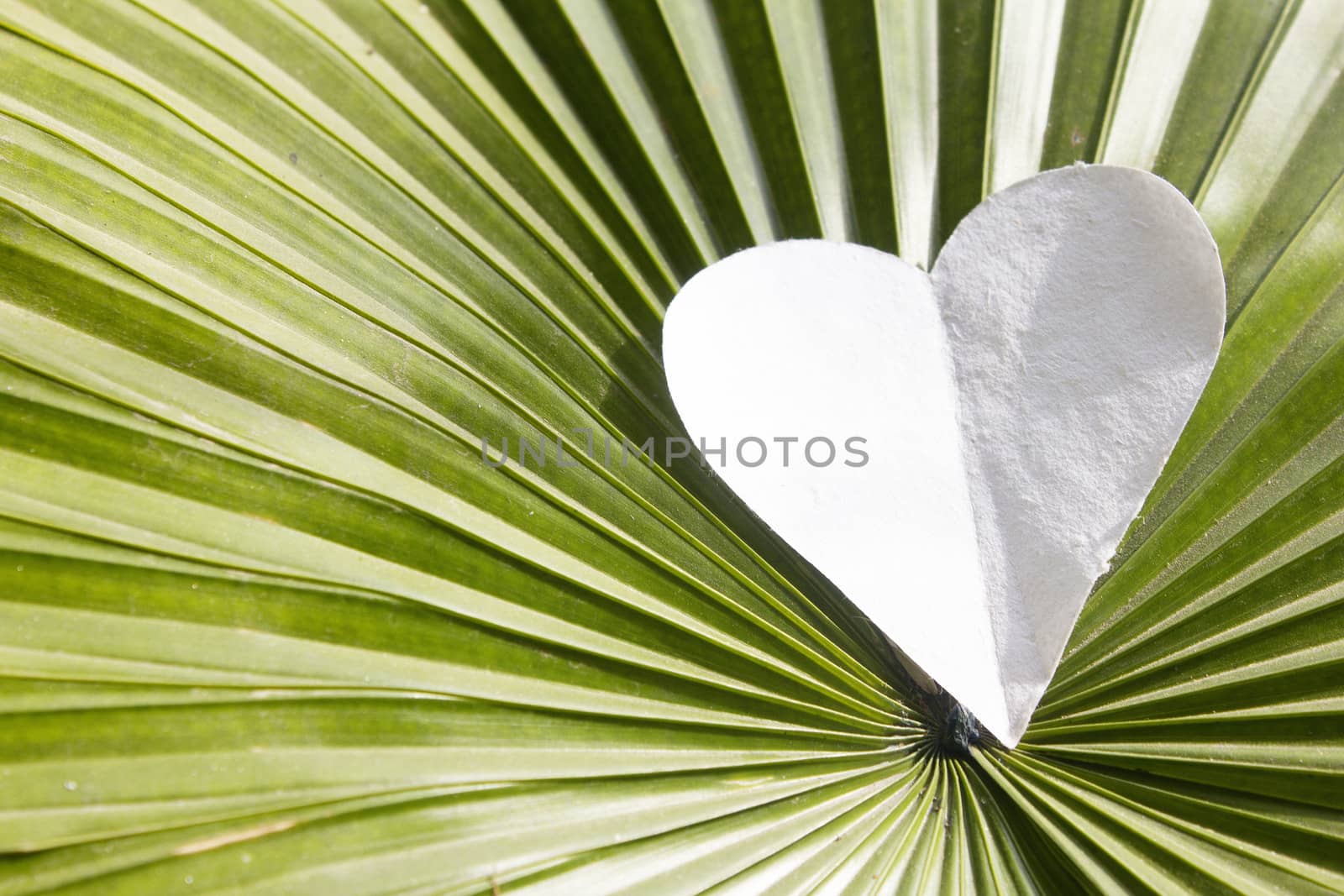 white heart shape over leaf
