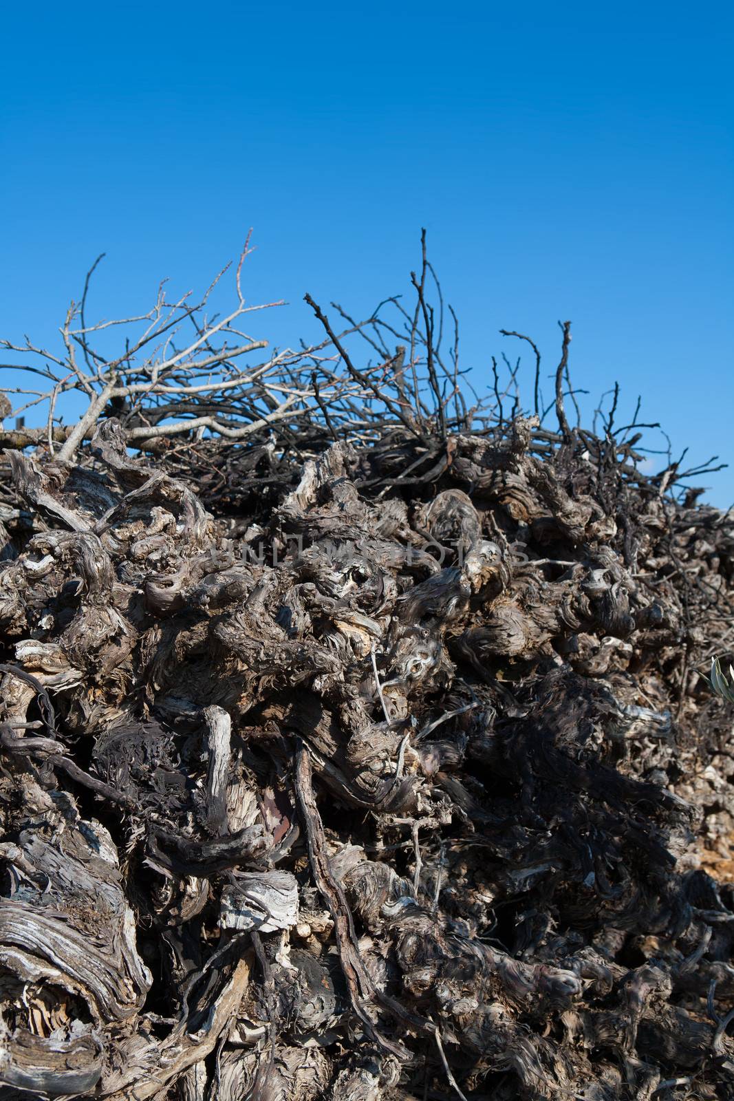 Dried vineyard firewood in Utiel Requena of Spain by lunamarina