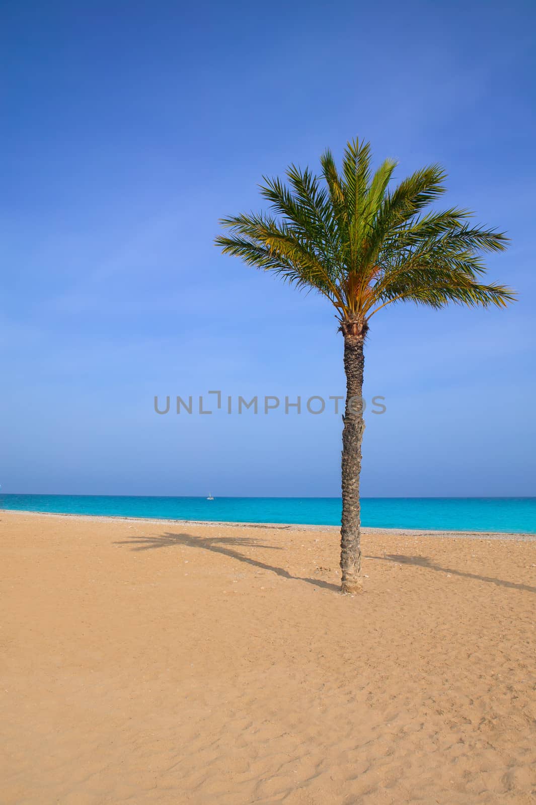 Mediterranean palm tree in Playa del Paraiso villajoyosa Alicante spain