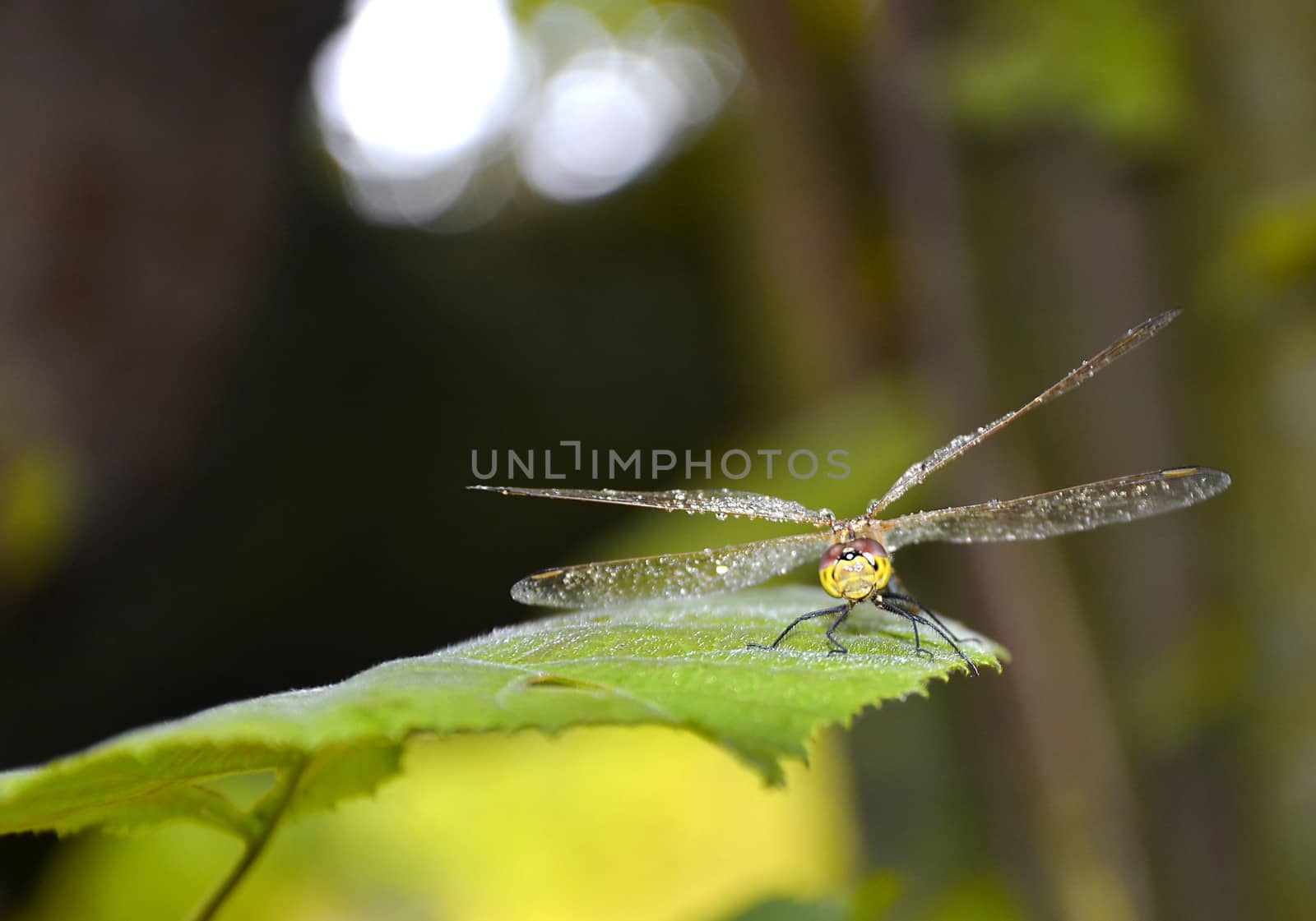  Dragonfly on a piece of wood looks at the camera and hazy background