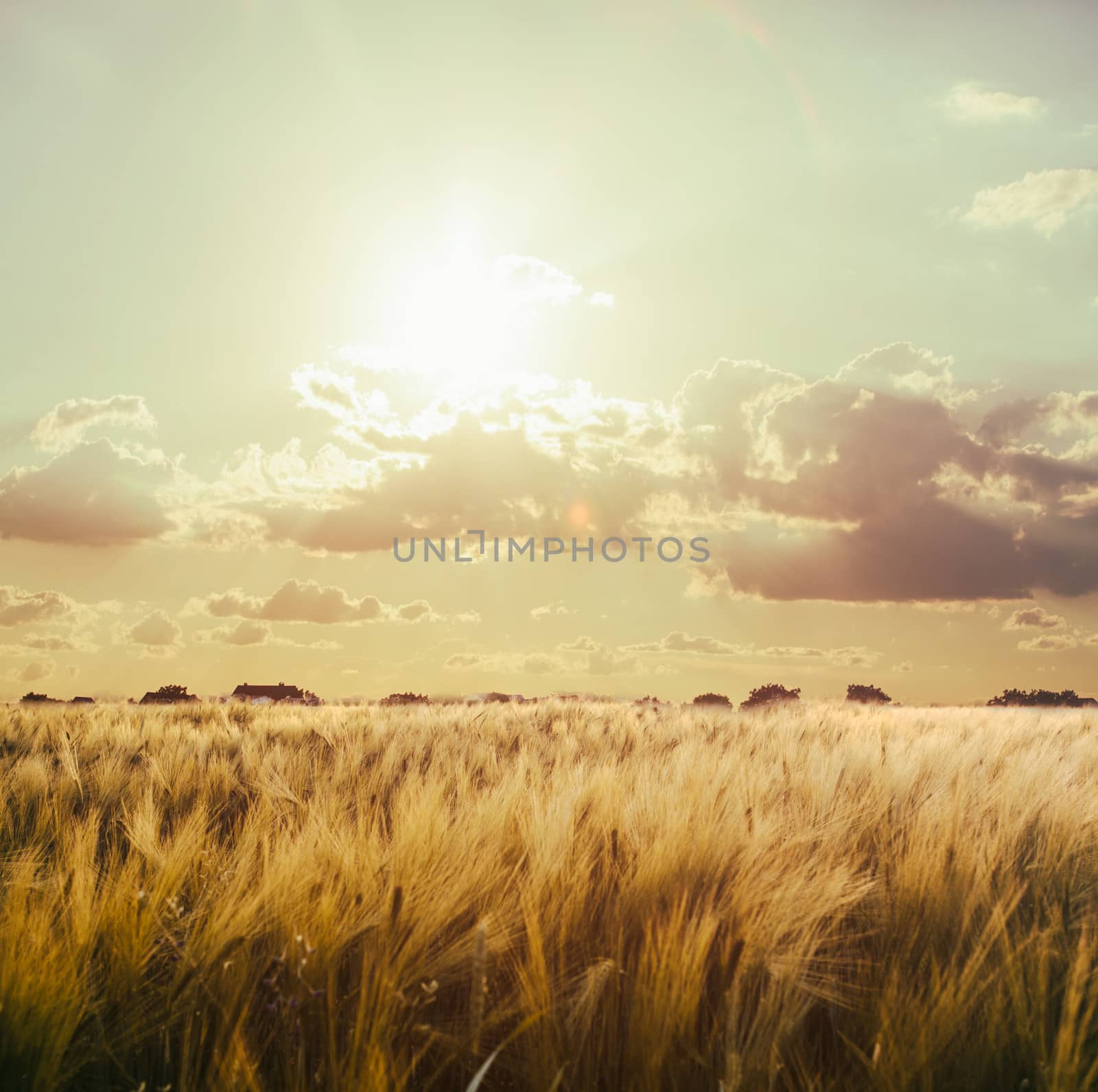 Wheat field over sky with sundown. Nature landscape. Vintage toned