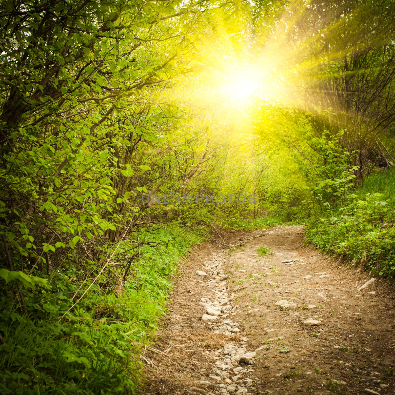 Path in the forest. Nature background with trees. Vintage toned