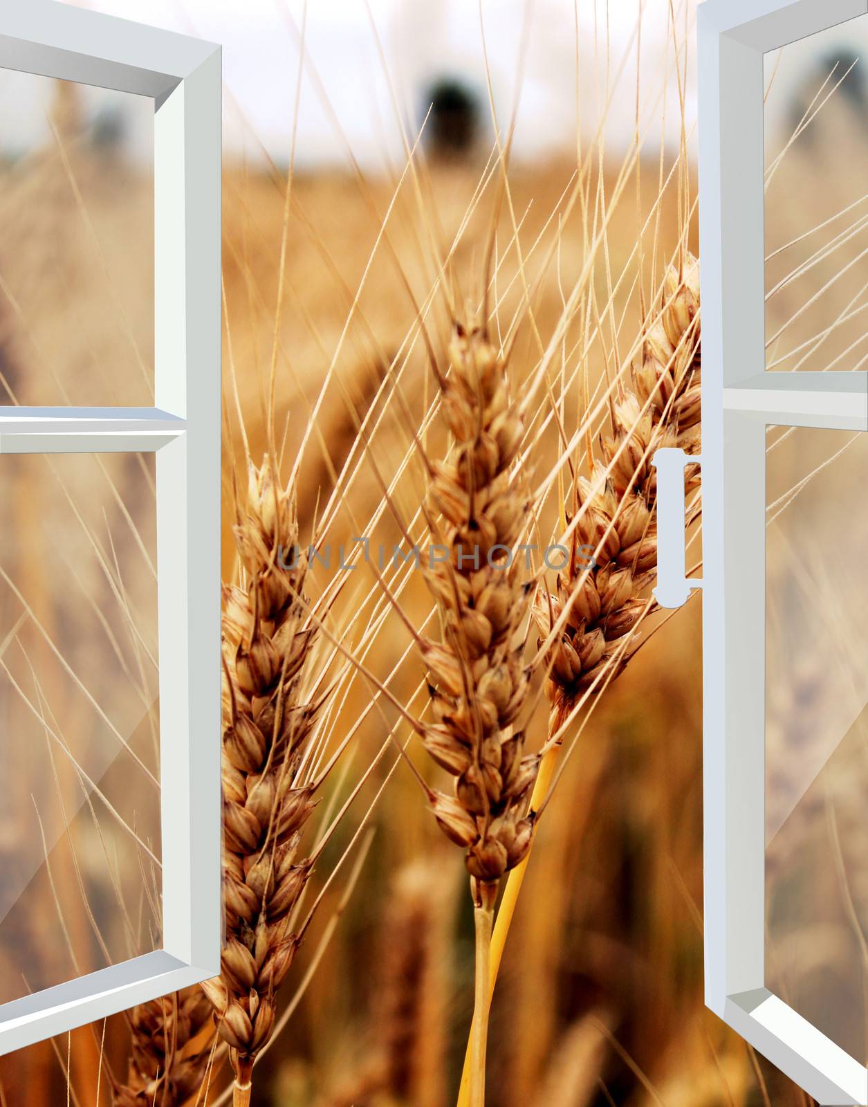 opened window to the field of wheat by alexmak