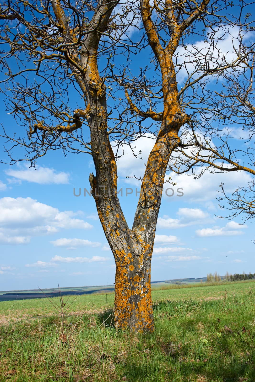 Old tree walnut in springtime by qiiip