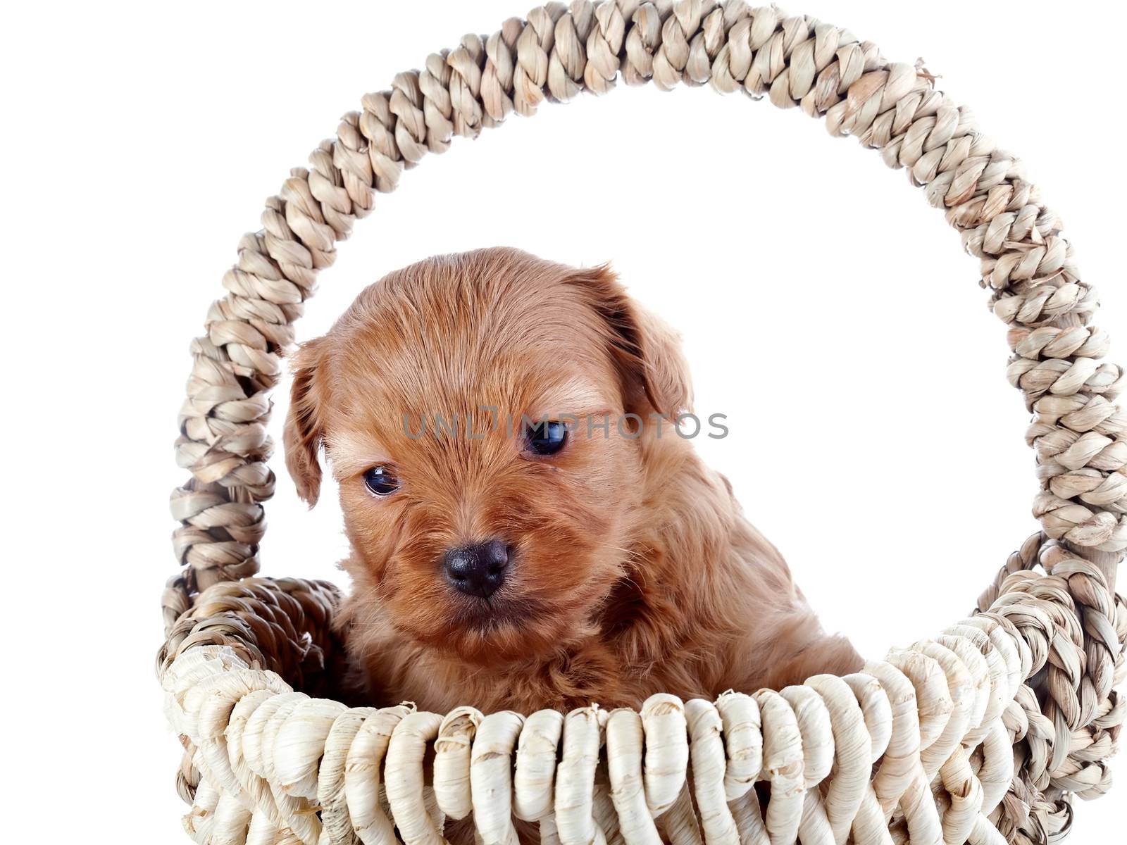 Portrait of a puppy in a wattled basket. by Azaliya