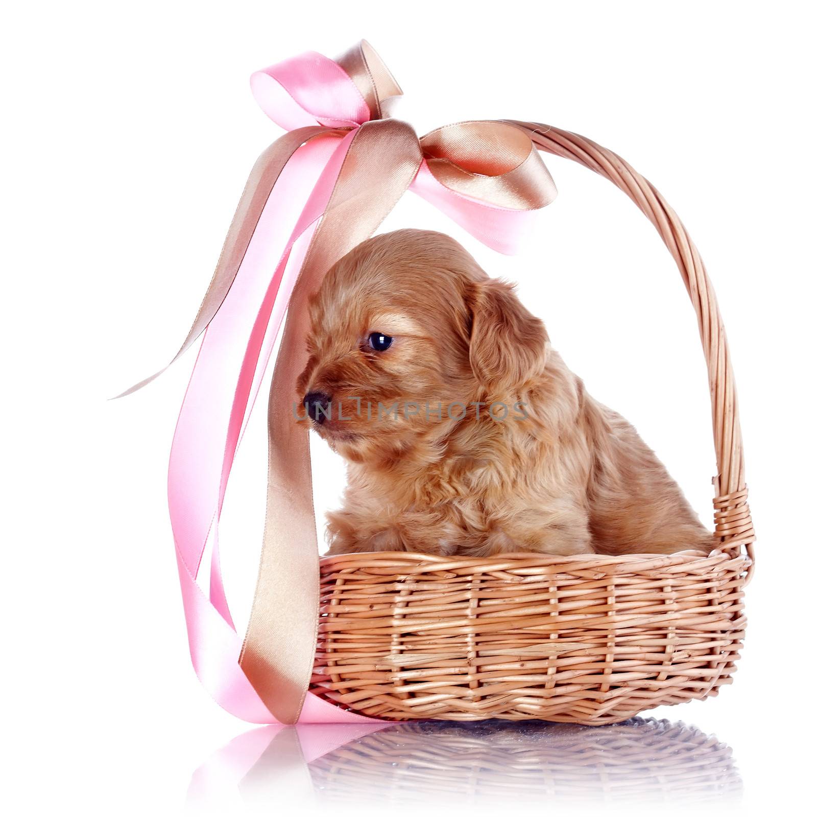 Puppy in a wattled basket with a bow. Puppy of a decorative doggie. Decorative dog. Puppy of the Petersburg orchid on a white background