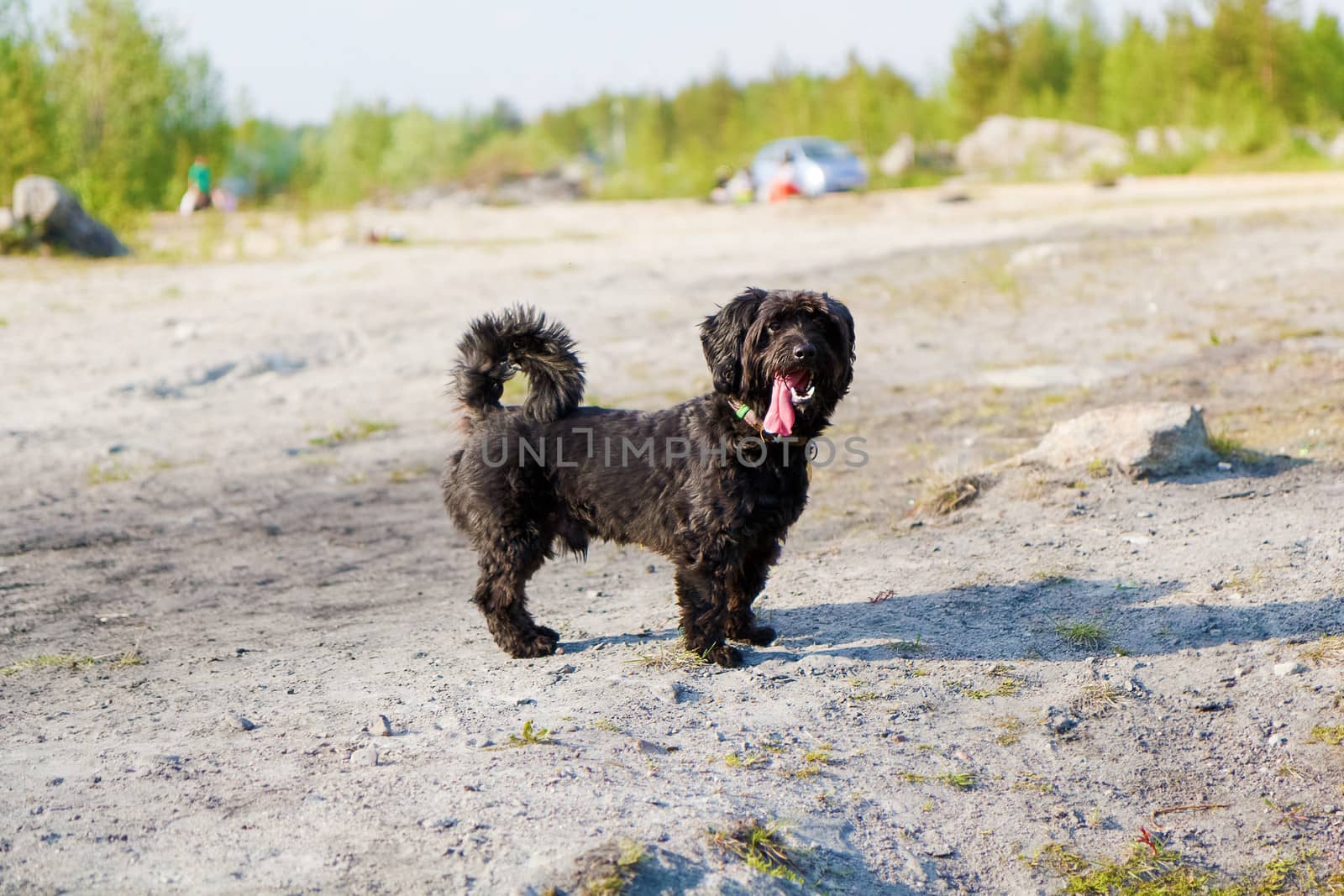 Mixed Breed dog for a walk in nature