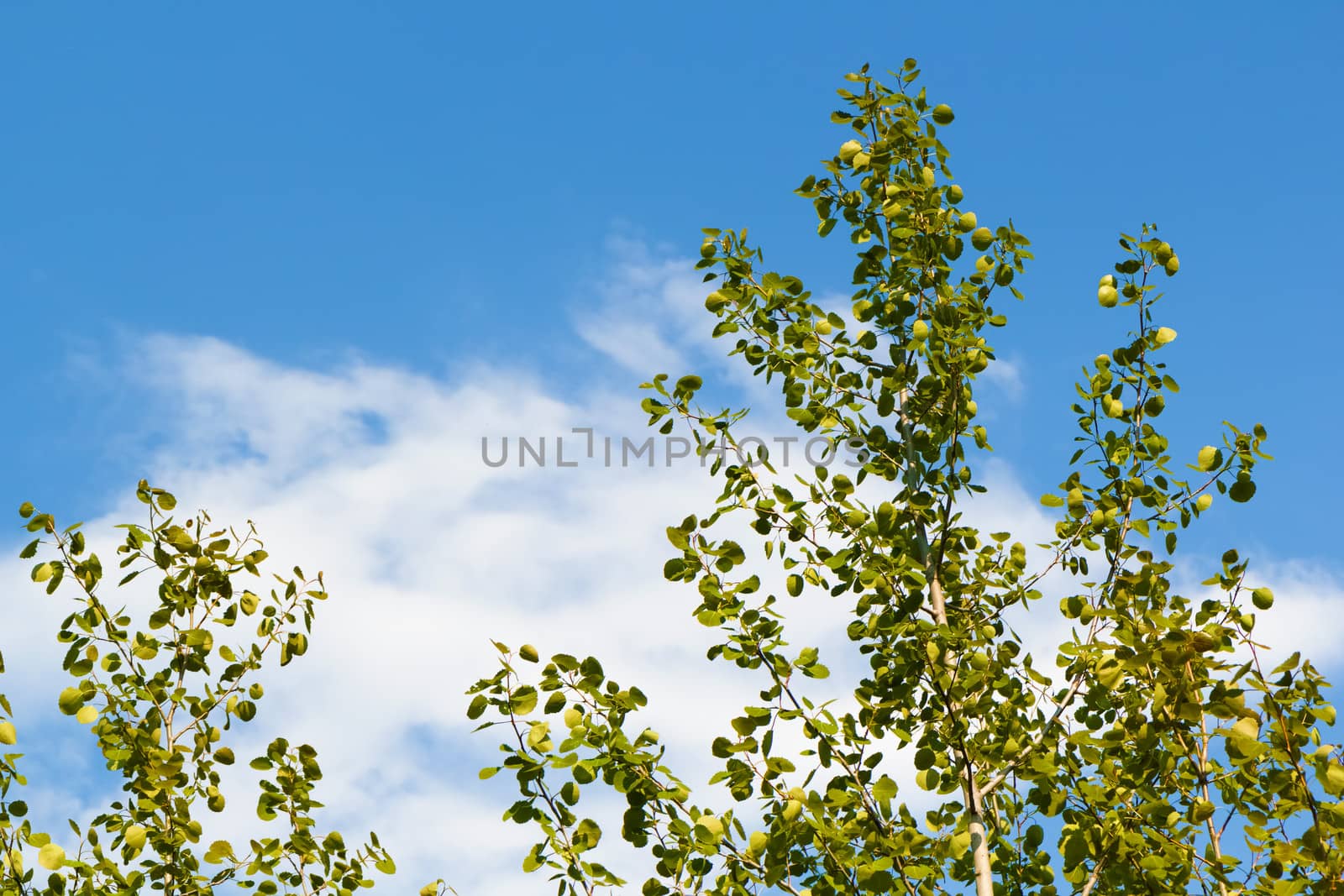 aspen branches against the blue sky and clouds. summer