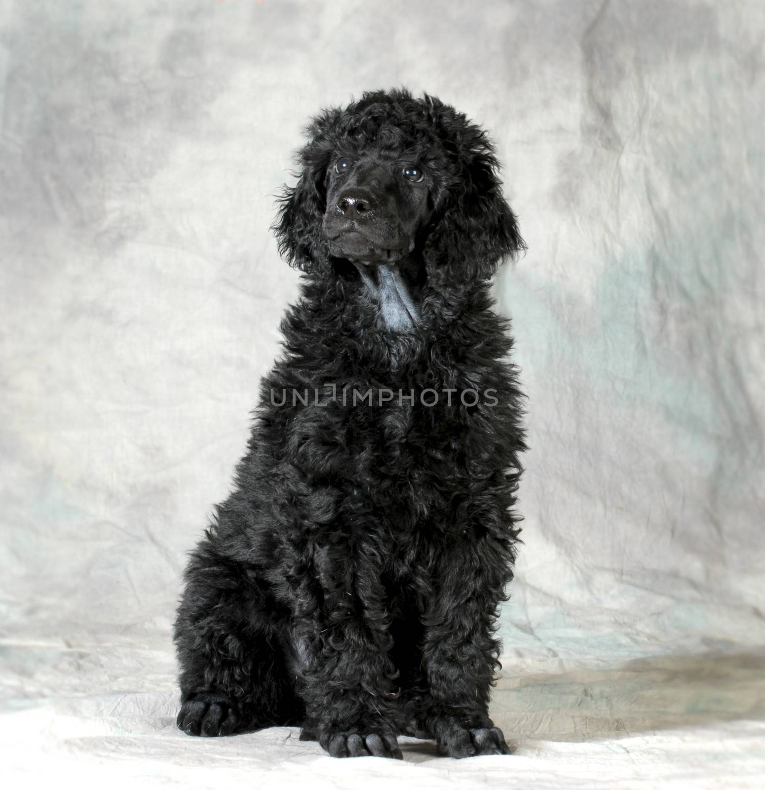 standard poodle puppy sitting on green background - 8 weeks old