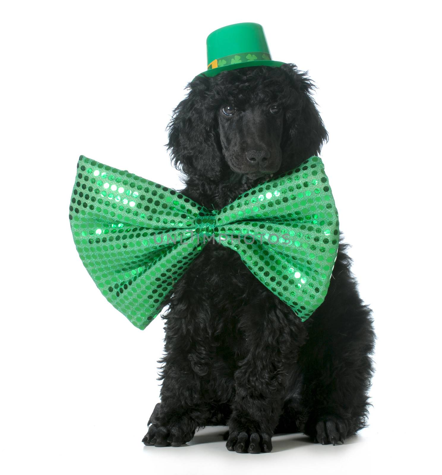 St Patricks Day dog - standard poodle puppy wearing green hat and tie sitting isolated on white background - 8 weeks old