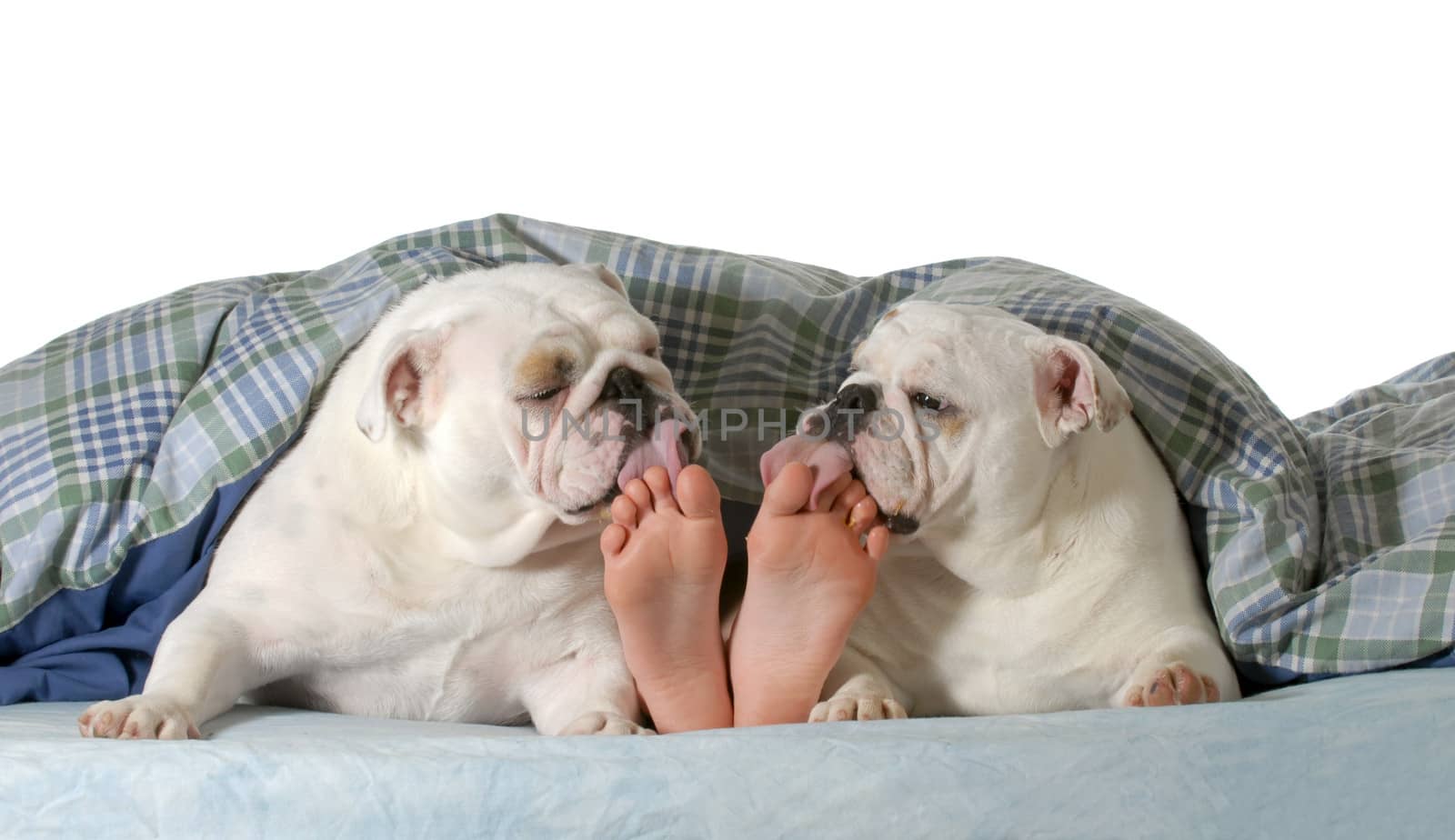 dog in bed - two english bulldog licking toes of child isolated on white background