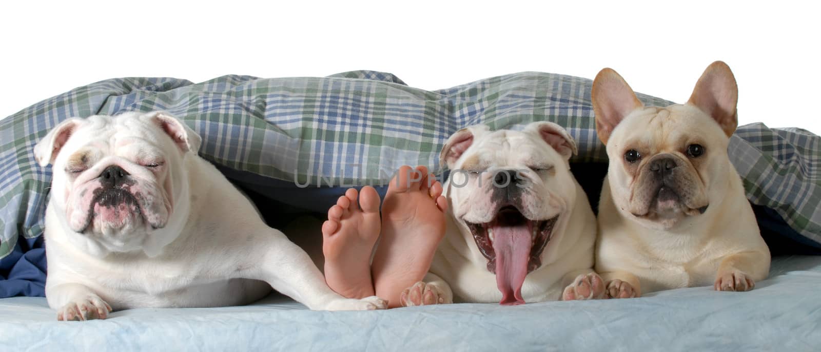 dogs in the bed - two english bulldogs and a french bulldog under the covers with human feet sticking out isolated on white background