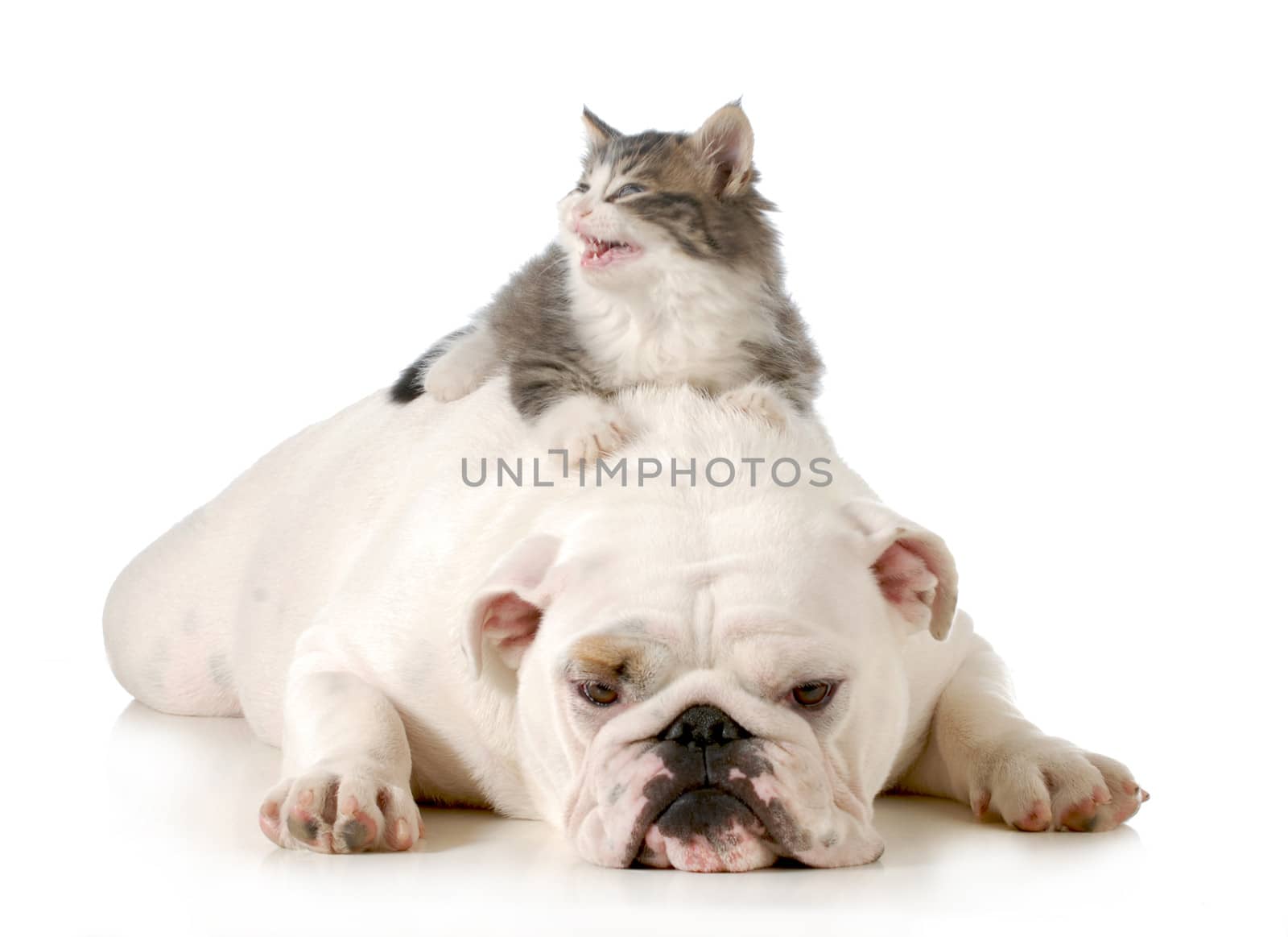dog and cat - angry kitten laying on english bulldog's back isolated on white background