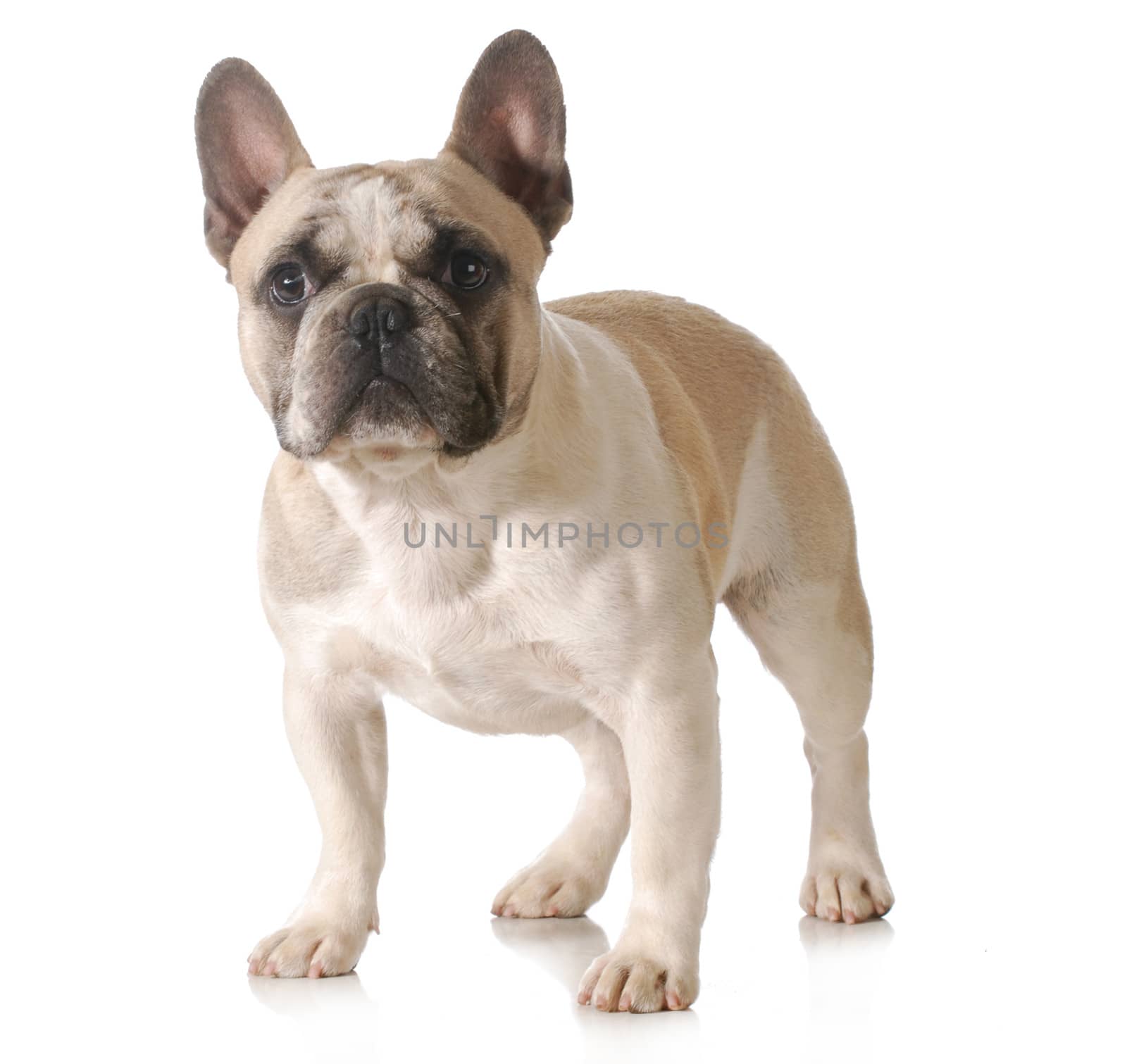 french bulldog standing isolated on white background