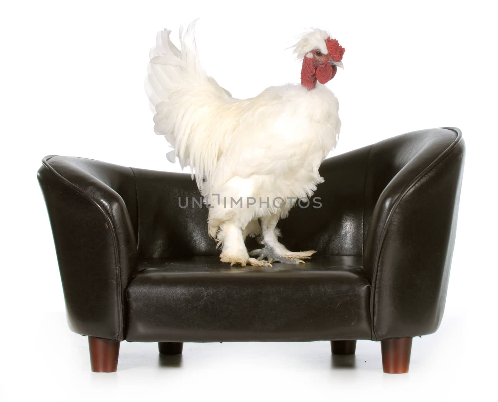 chicken on a couch by willeecole123
