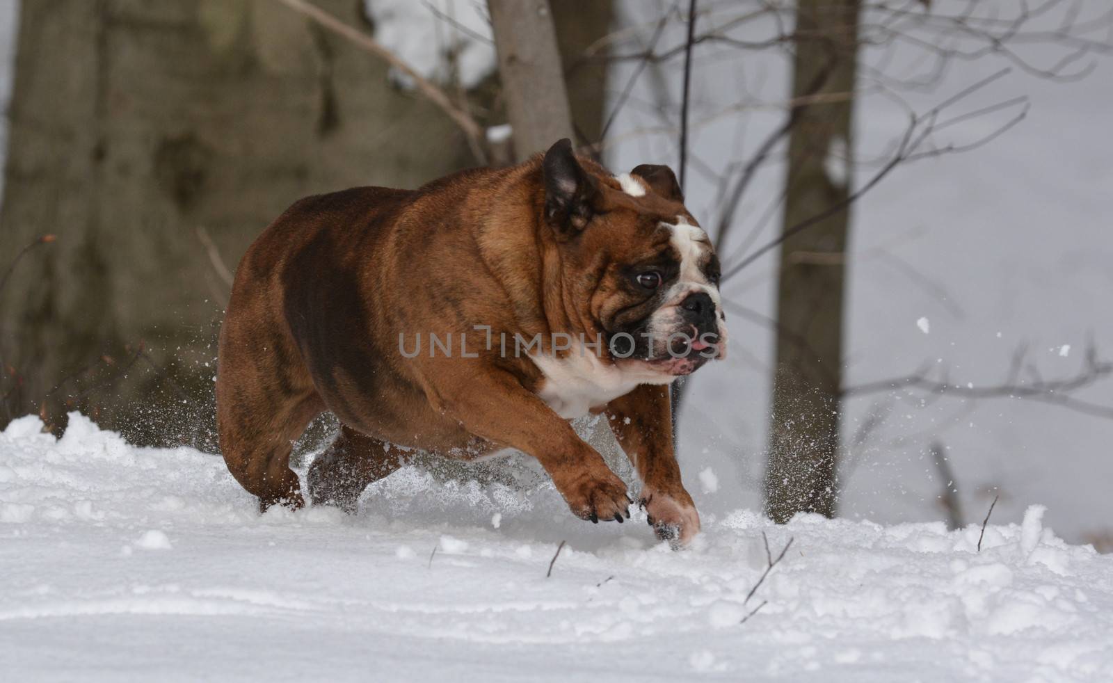 english bulldog running in the snow - female 6 years old