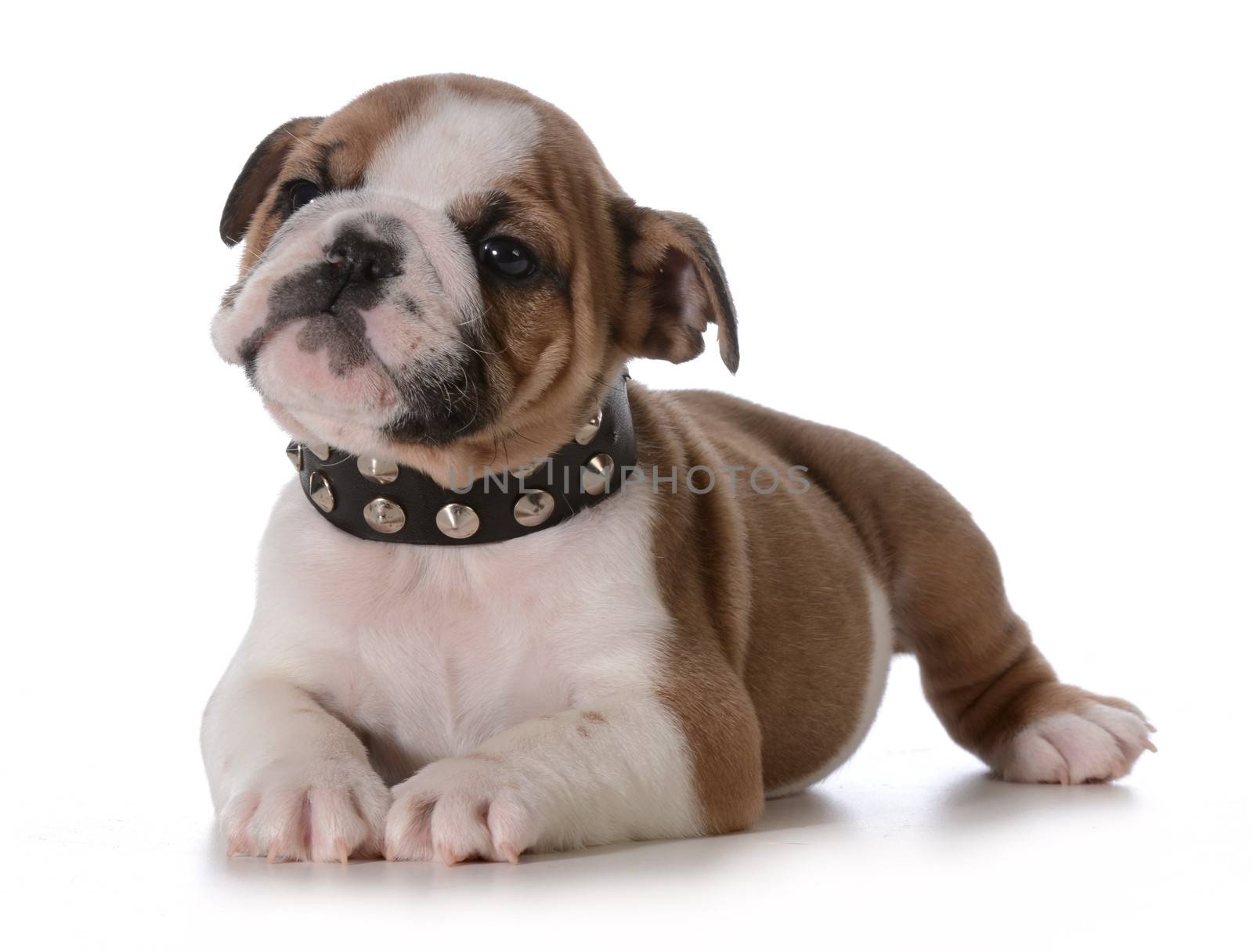 bulldog puppy - seven week old puppy laying down wearing black spike collar isolated on white background