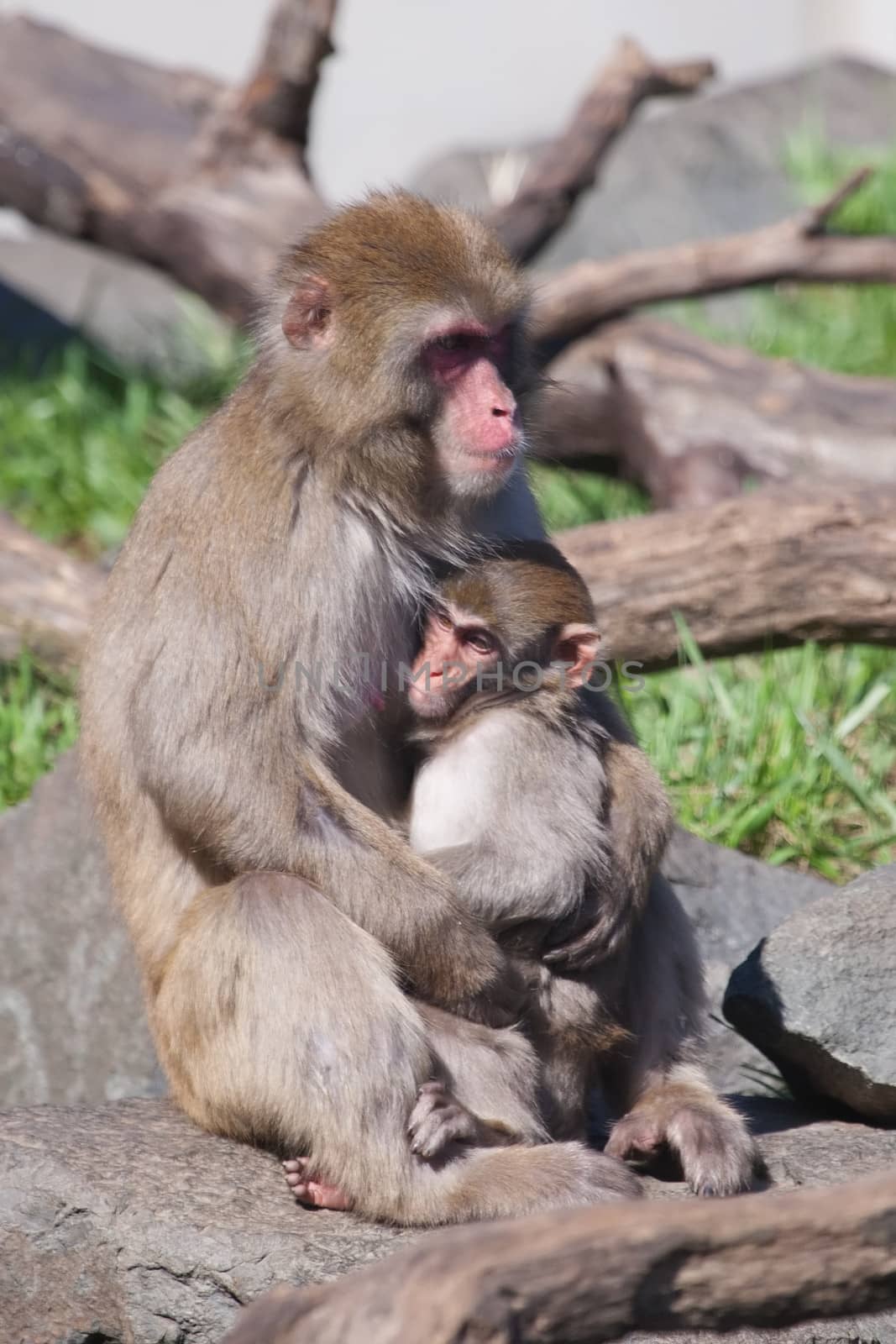 Mother and baby Macaque (Snow) Monkey's by Coffee999