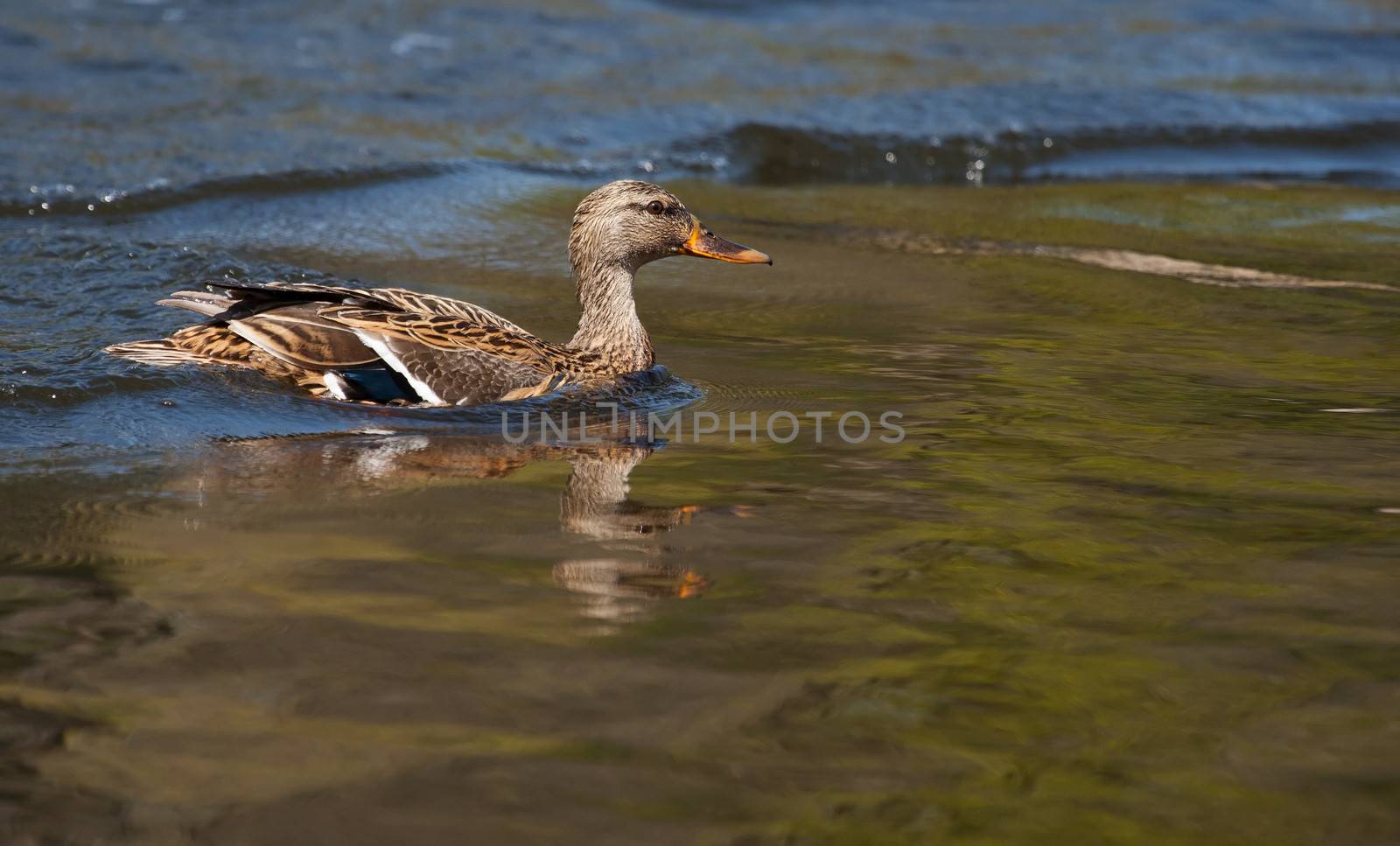 Wood Duck (Aix sponsa) landing in a lake