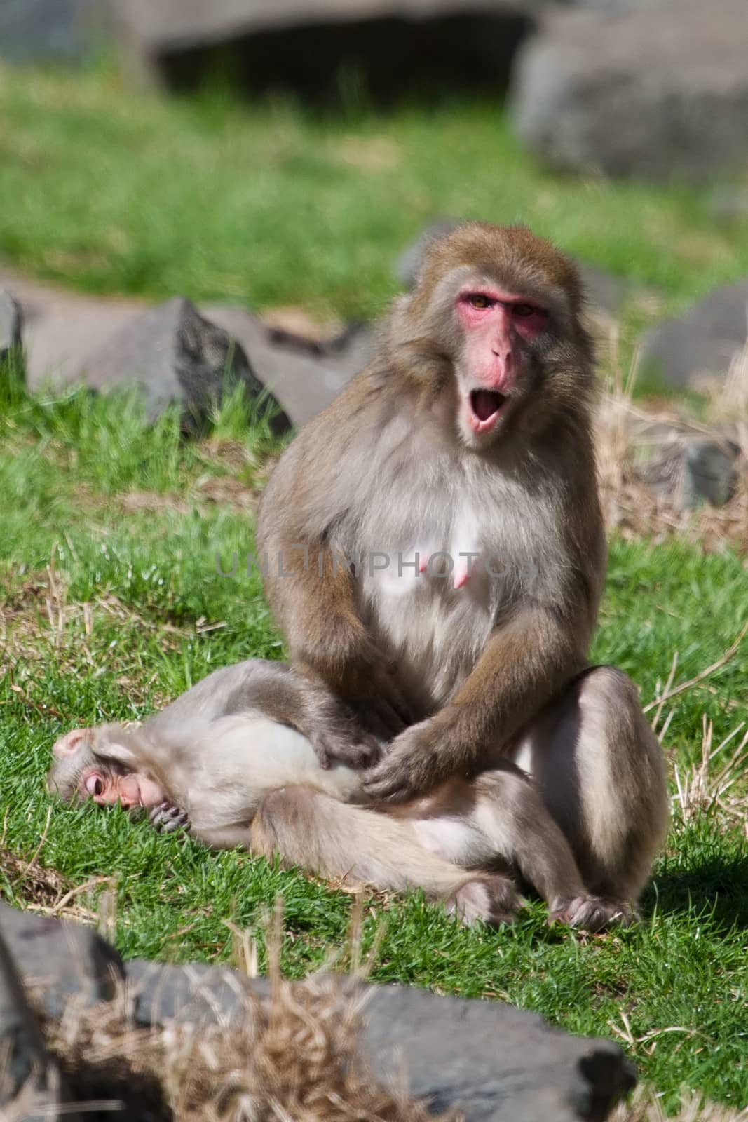 Mother and baby Macaque (Snow) Monkey's playing in the sun