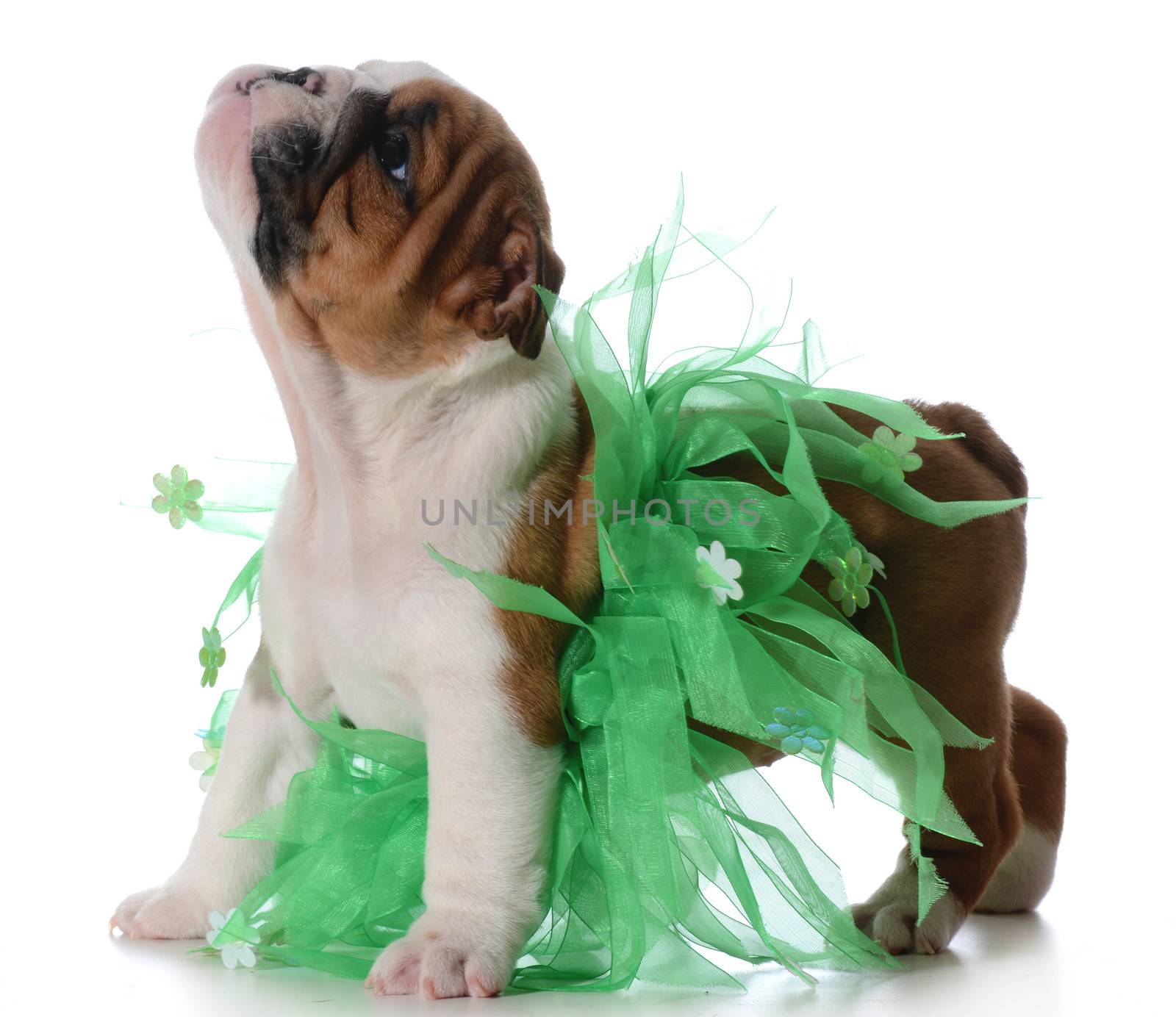 cute female puppy - english bulldog puppy wearing green tutu isolated on white background