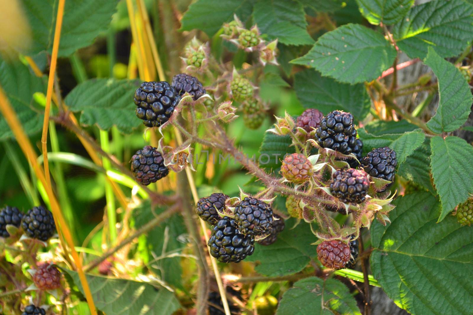 blackberries on a branch with leaves