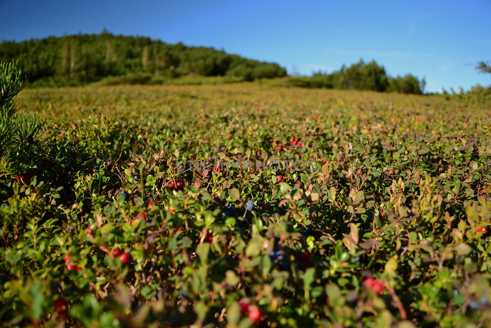 blueberries and cowberry growing in the mountains