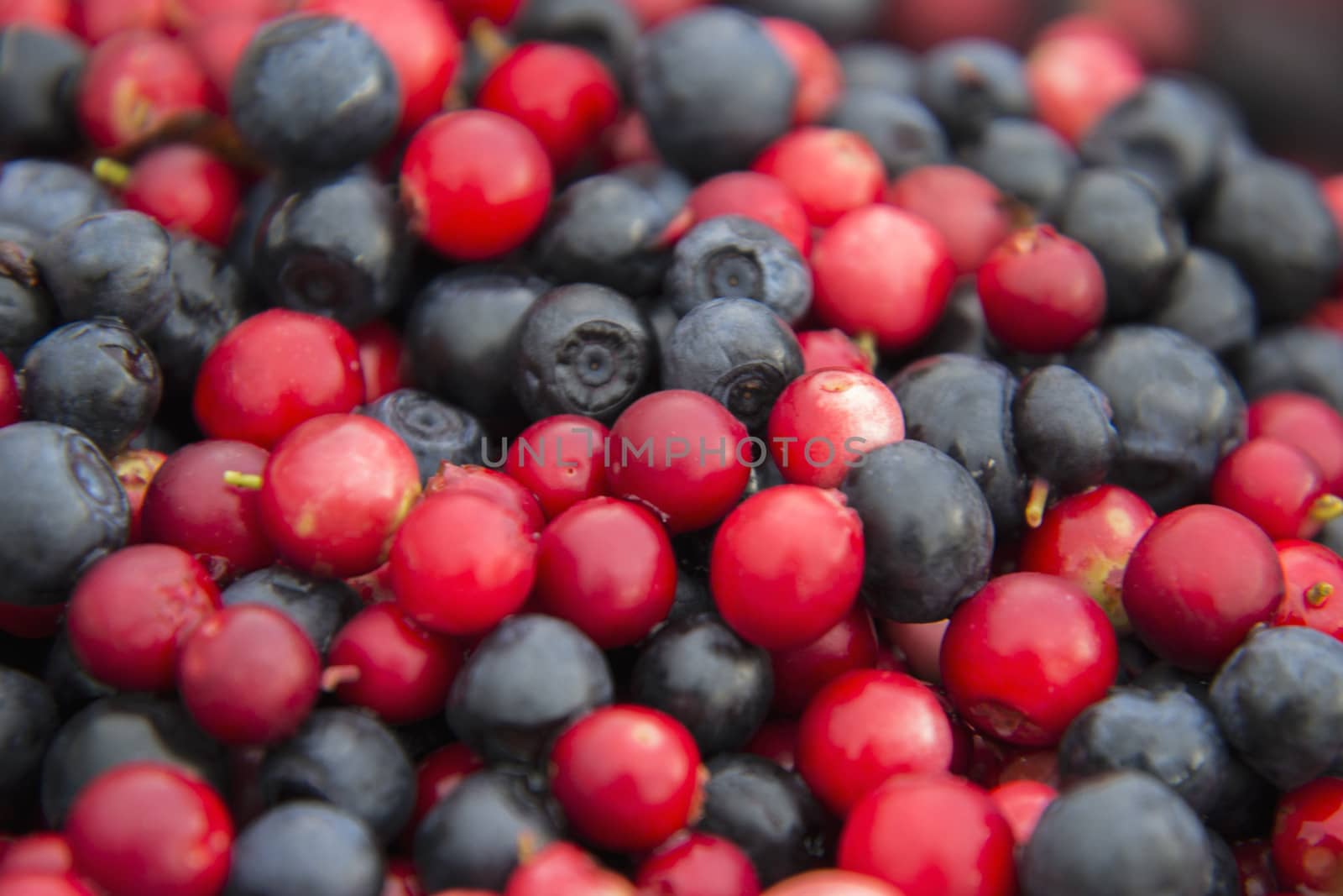 Cowberries and blueberries mixed