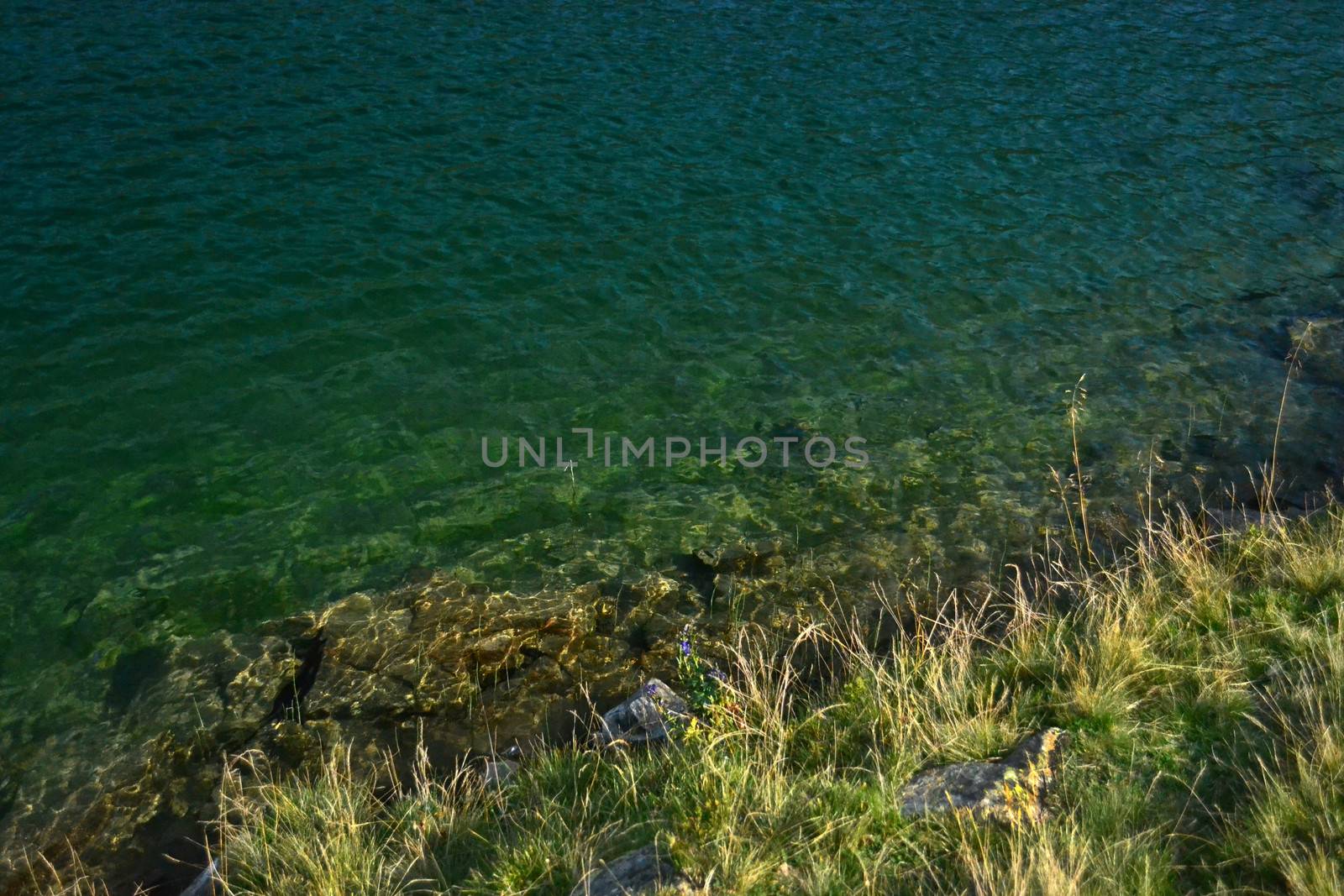 green grass on the beach and turquoise clear water