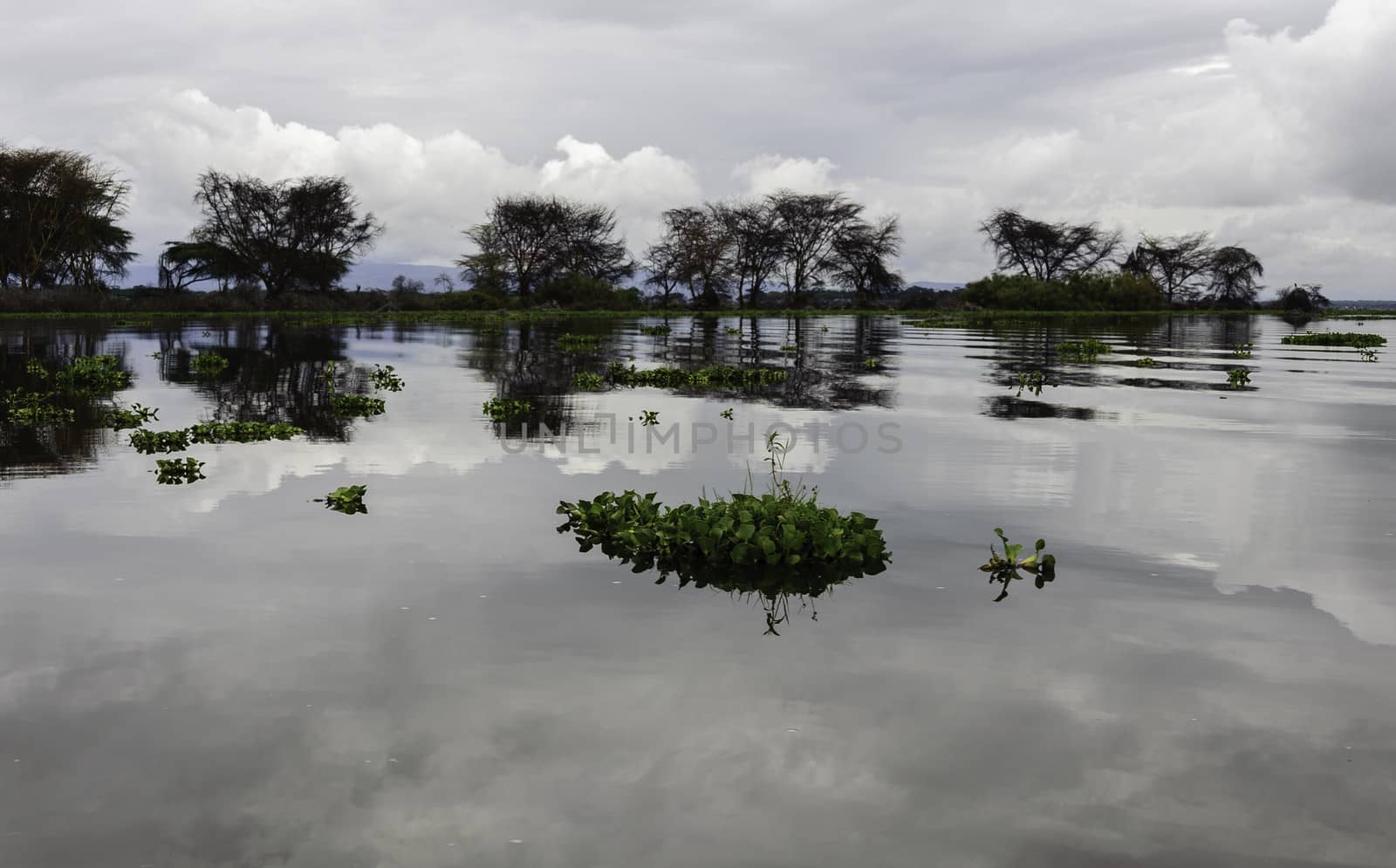 The naivasha lake where lot of wildlife lived in.