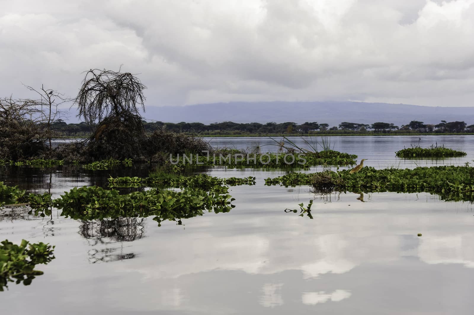 The naivasha lake where lot of wildlife lived in.