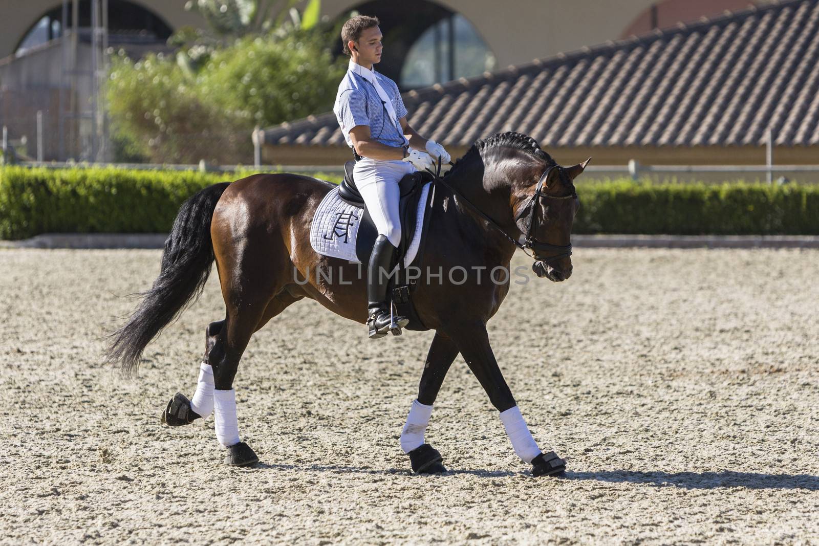 Estepona, Malaga province, SPAIN - 4 july 2009: Spanish horse of pure race taking part during an exercise of equestrian morphology in Estepona, Malaga province, Andalusia, Spain