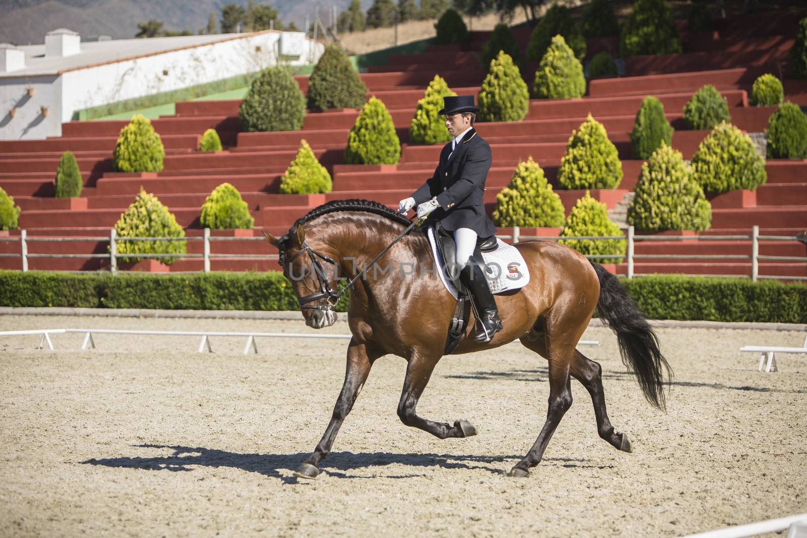 Estepona, Malaga province, SPAIN - 4 july 2009: Spanish horse of pure race taking part during an exercise of equestrian morphology in Estepona, Malaga province, Andalusia, Spain