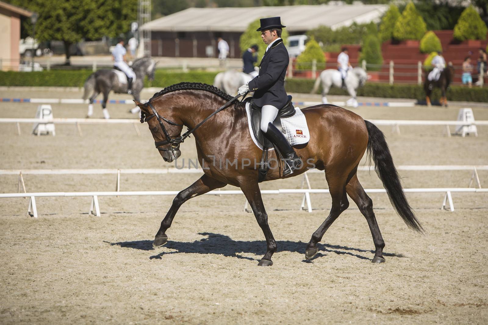 Estepona, Malaga province, SPAIN - 4 september 2009: Spanish horse of pure race taking part during an exercise of equestrian morphology in Estepona, Malaga province, Andalusia, Spain