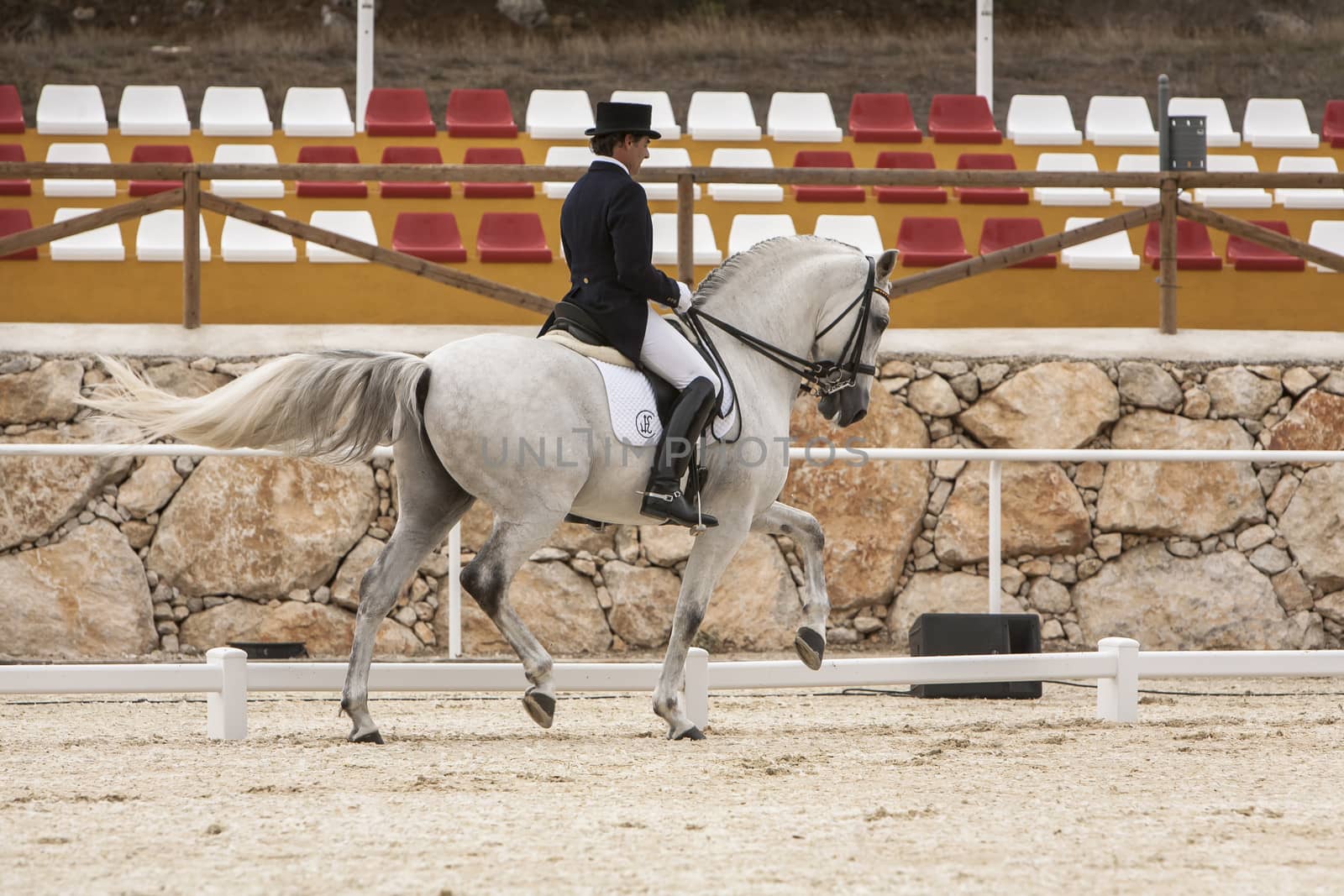 Spanish purebred horse competing in dressage competition classic by digicomphoto