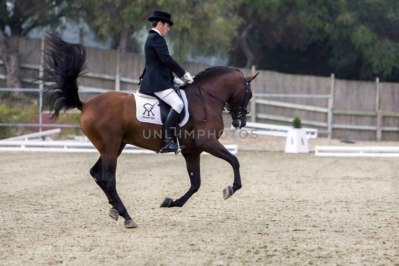 Montenmedio, Cadiz province, SPAIN - 11 july 2009: Spanish purebred horse competing in dressage competition classic, Montenmedio, Cadiz province, Andalusia, Spain