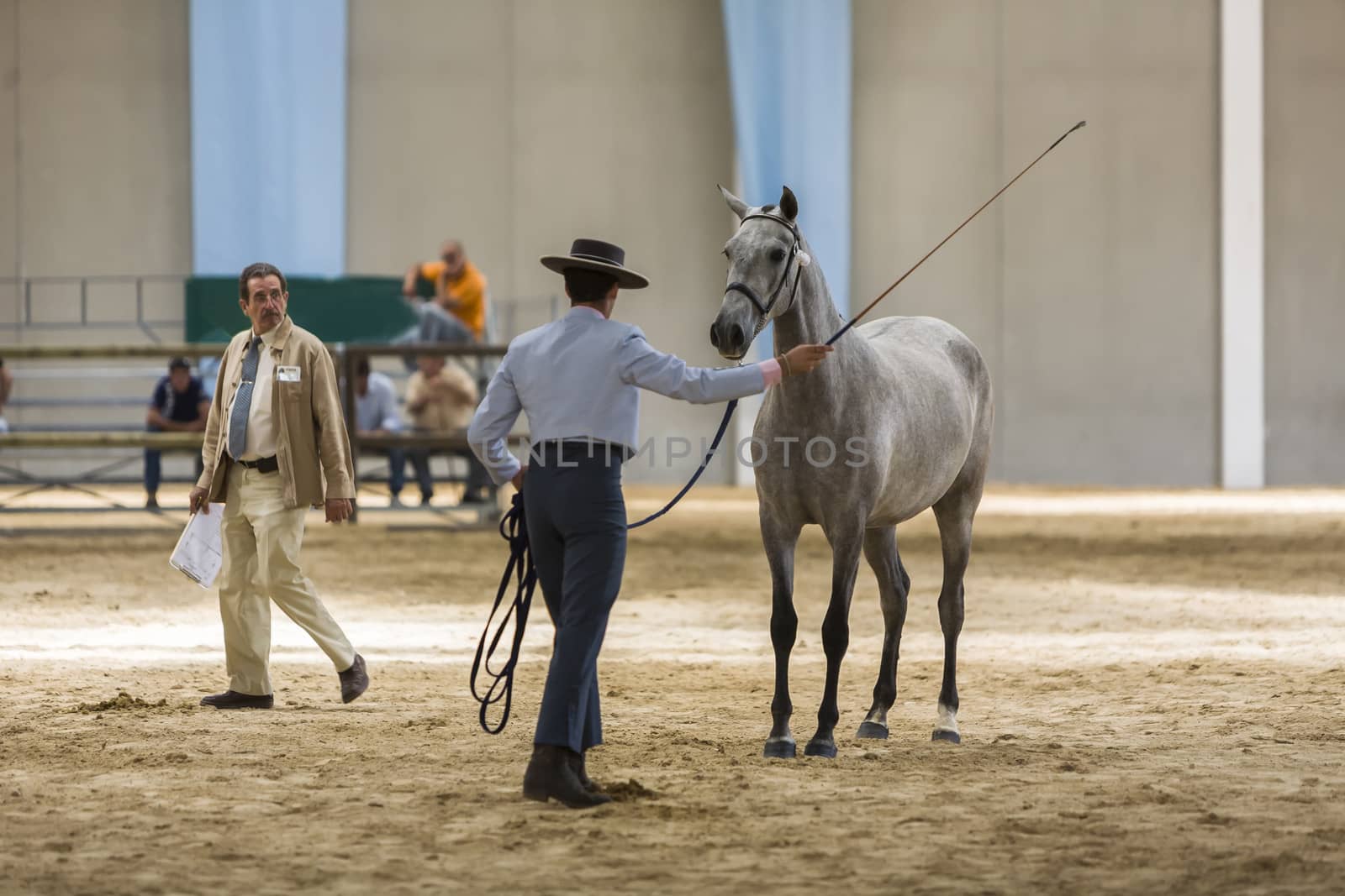 Spanish horse of pure race taking part during an exercise of equ by digicomphoto